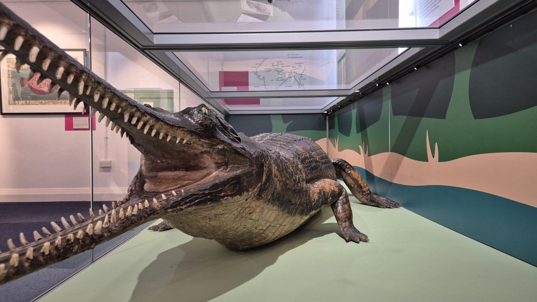 Image taken from the front of the gharial, showing its long narrow snout and dozens of sharp teeth. The stuffed reptile is displayed inside a glass cage.