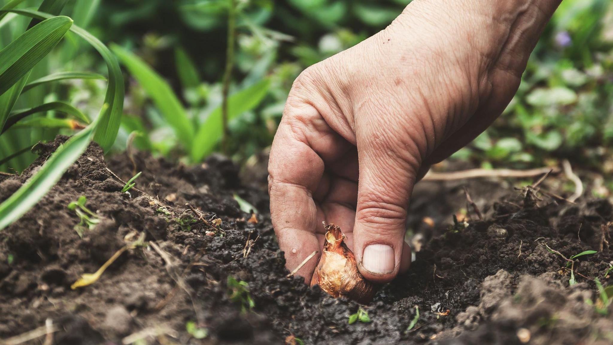 The photo shows a person's hand putting a bulb into soil. Green plants surround the hand. 