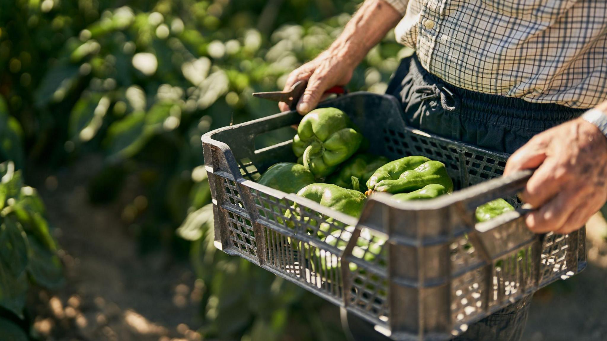 Llun dyn yn dal bocs llawn llysiau