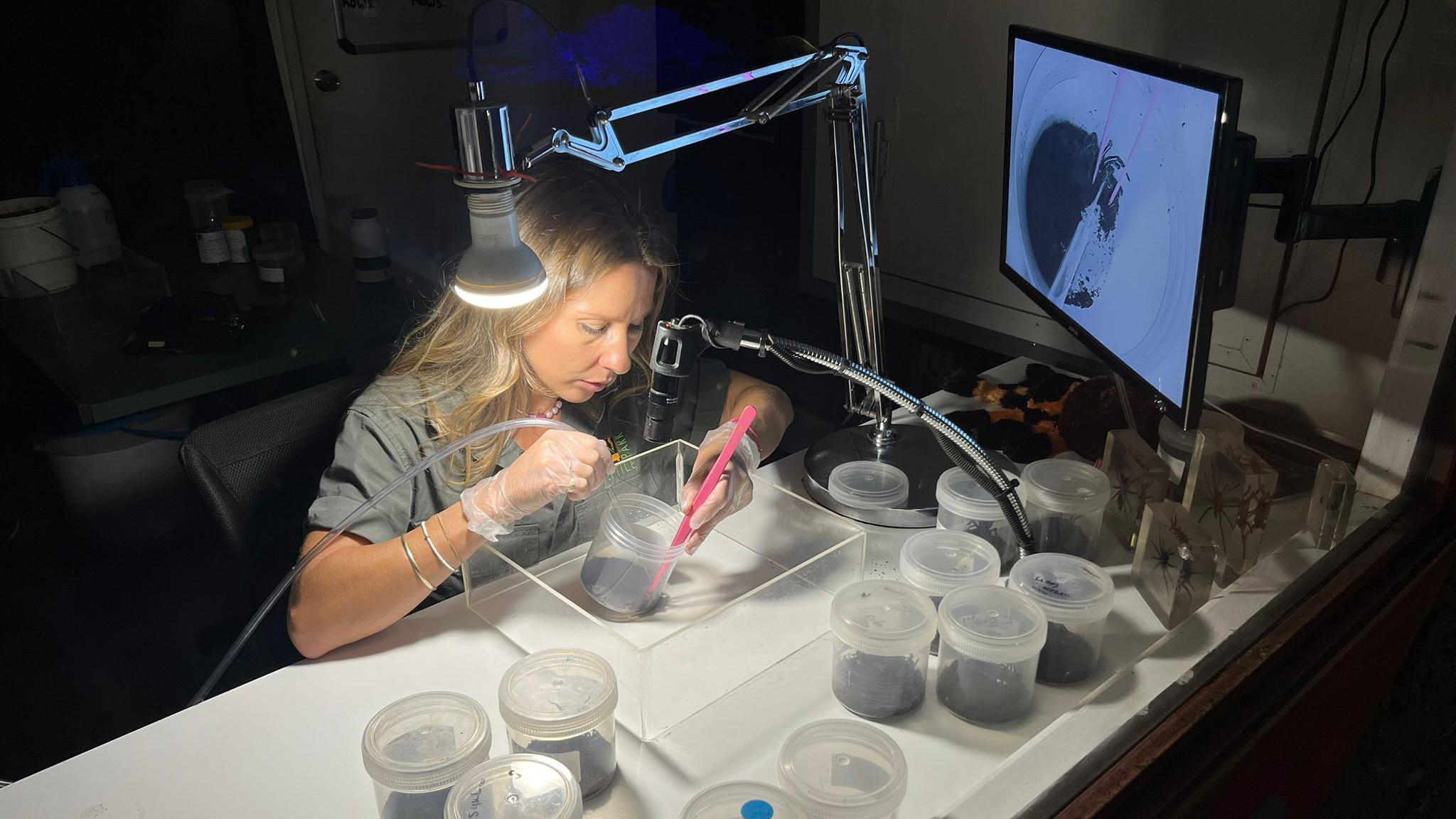 A woman sitting at a desk, holding pink tweezers and a suction pipette as she extracts venom from a spider under a spotlight on a desk surrounded by plastic containers and a monitor showing the process on video