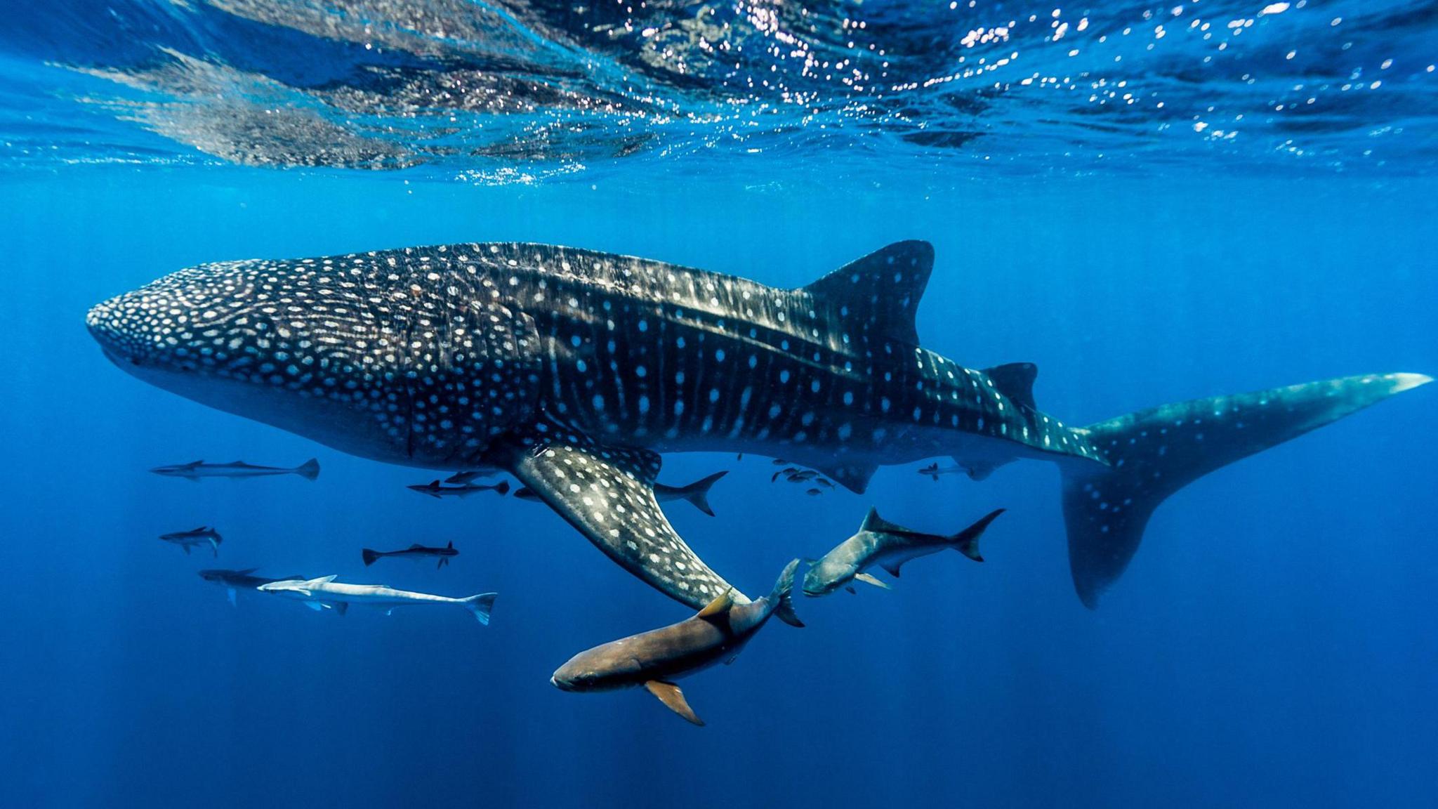 A school of suckerfish, sharksuckers and cobia follow a Whale Shark on Ningaloo Reef