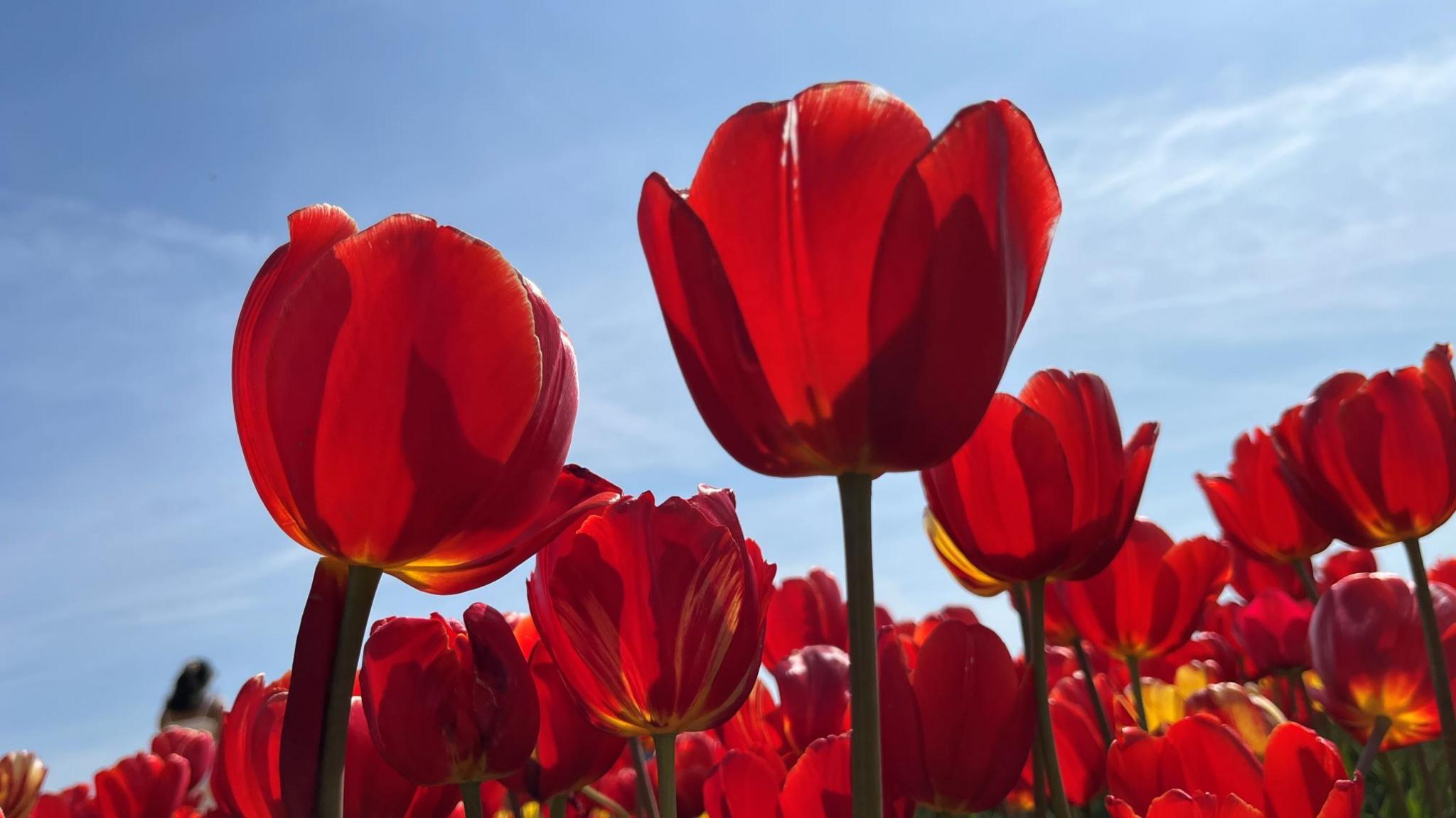 Rows of red tulips in full bloom under a blue sky