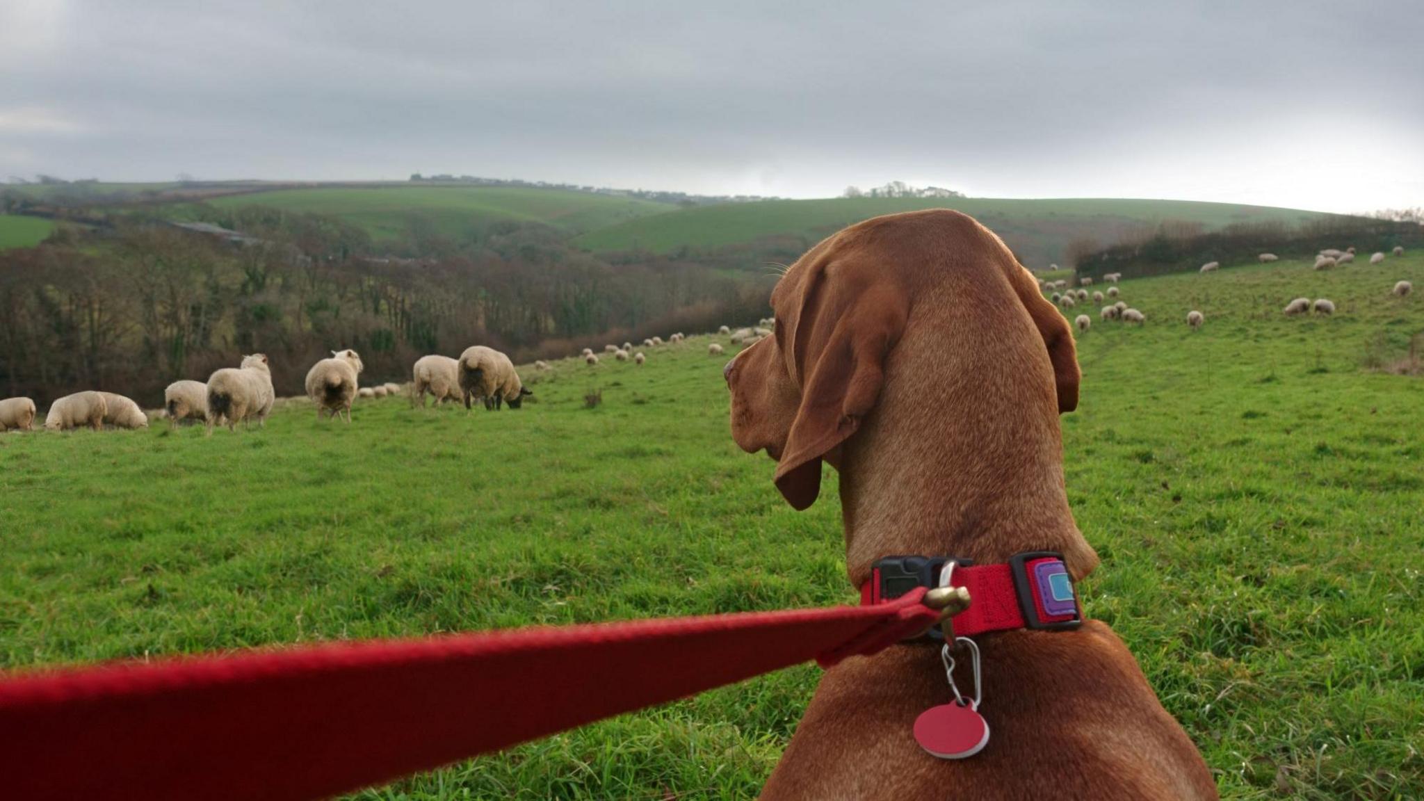 A still image of a brown dog in a field with sheep. He is wearing a red collar and there is a red lead attached.