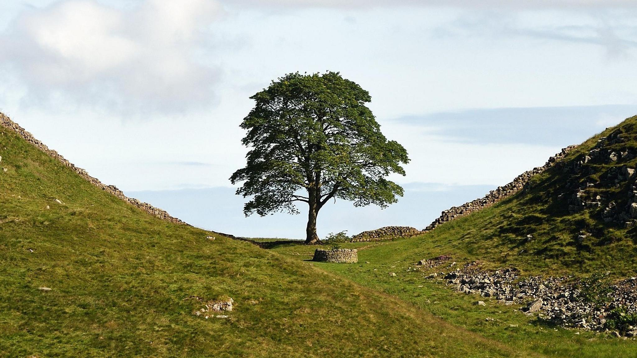 A sycamore tree stands in a dip between two sections of Hadrian's Wall. Hills rise either side and the tree is large with green leaves.