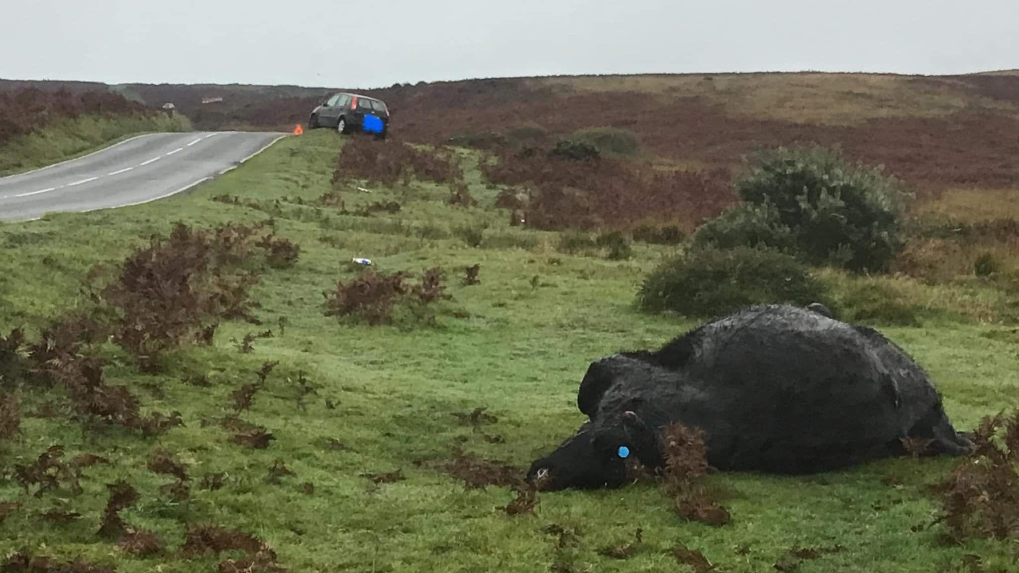 A dead cow by the roadside in Gower