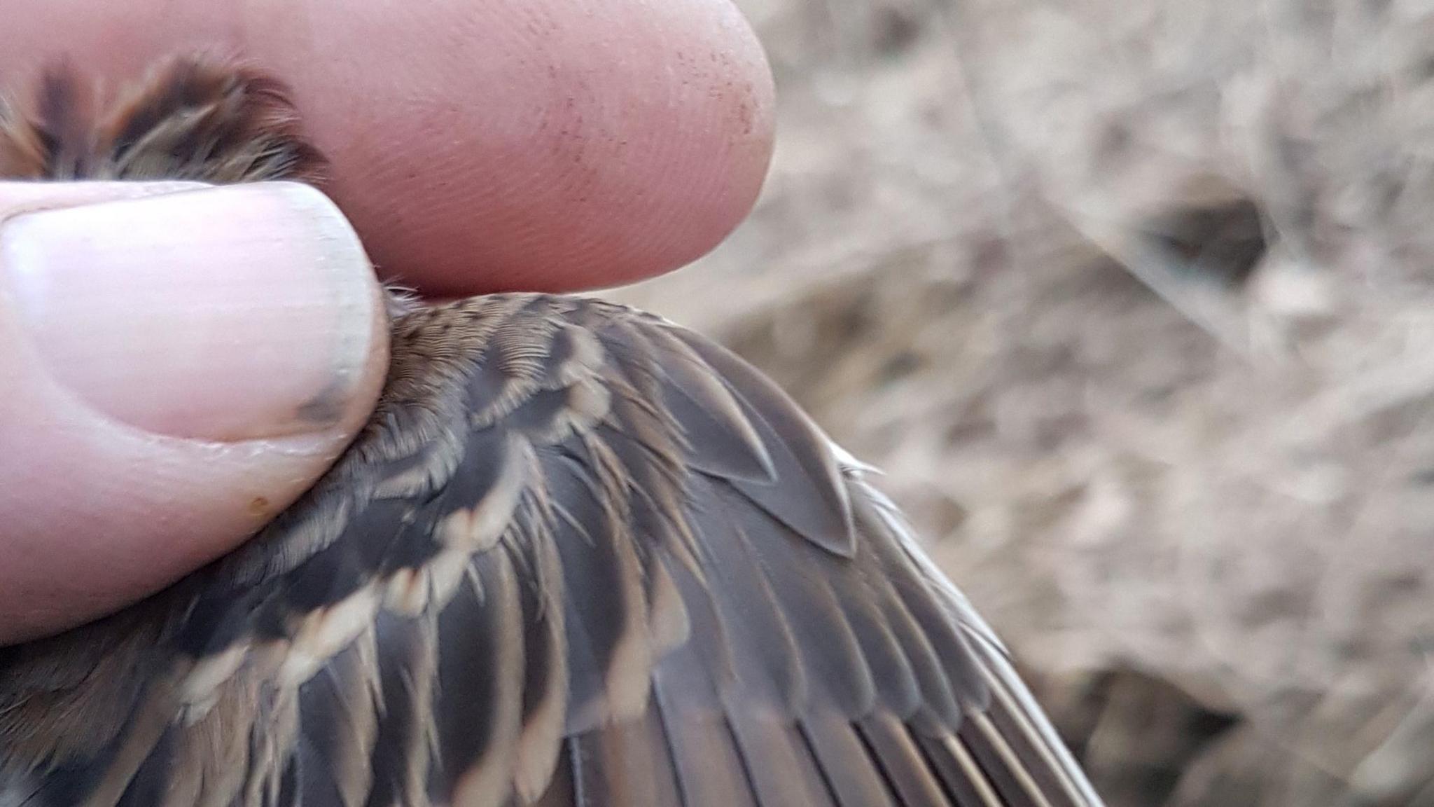 Close up of wings of a little bunting