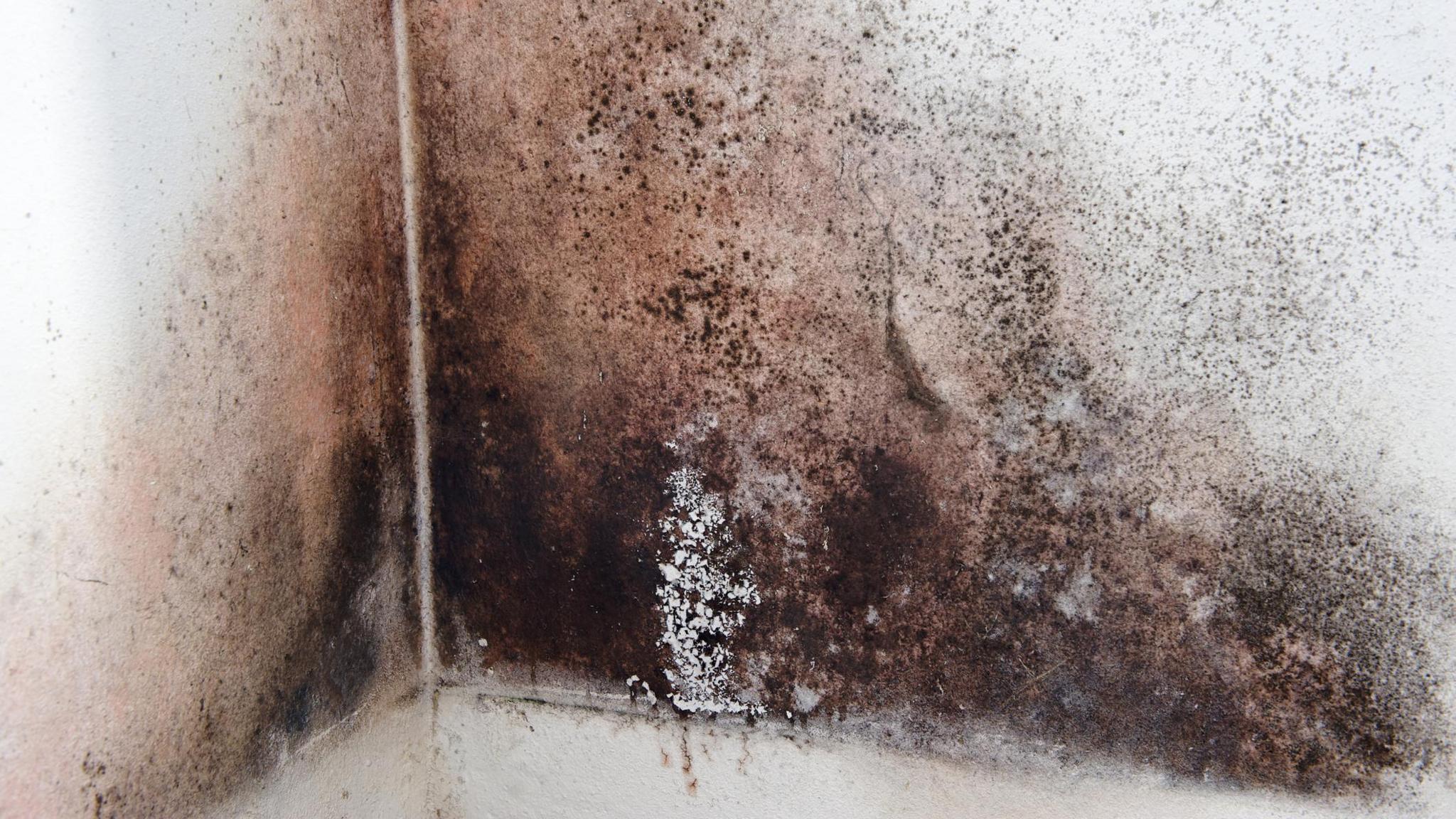 Black mould on wall