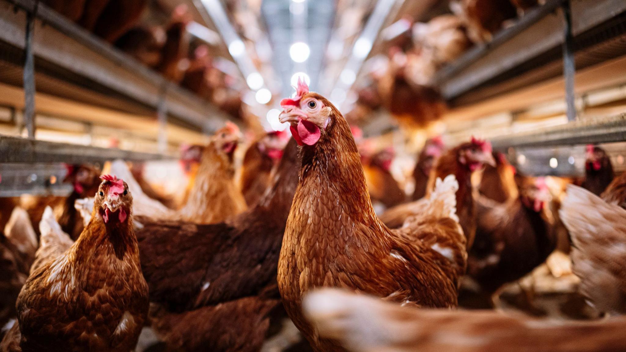 Brown hens being kept indoors at a poultry farm (stock image) 