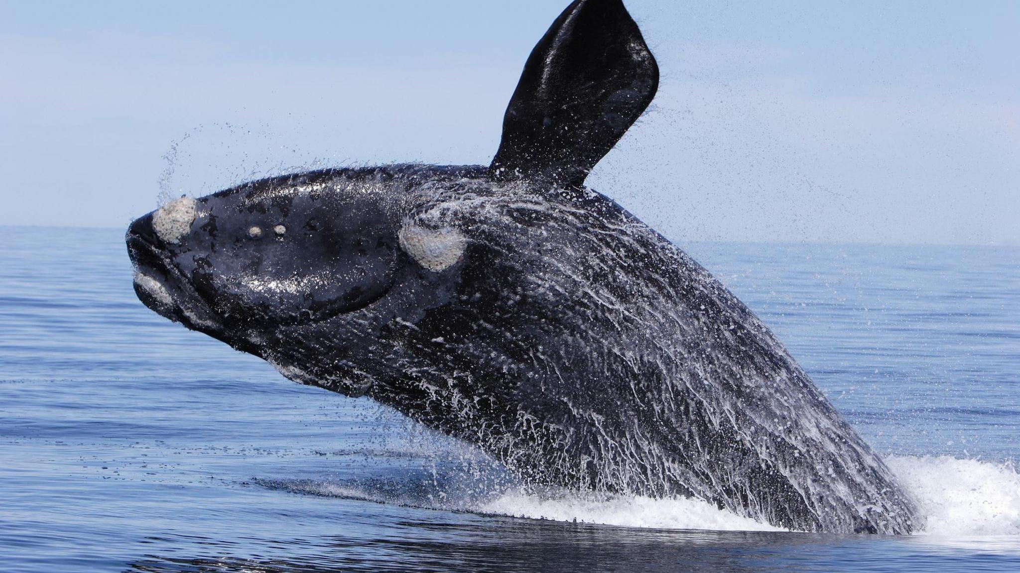 Right whale breaching