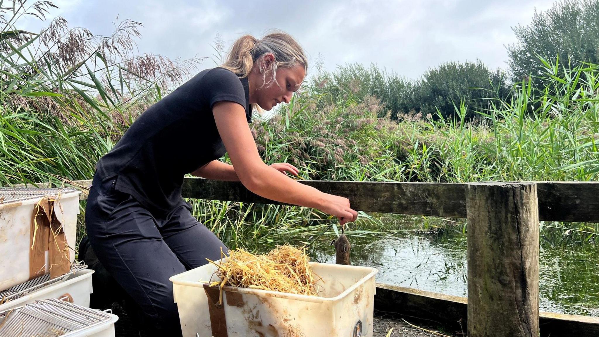 A woman kneeling on a wooden platform beside a small lake. She is surrounded by tall reeds and greenery. She is handling a water vole next to a plastic container filled with straw.