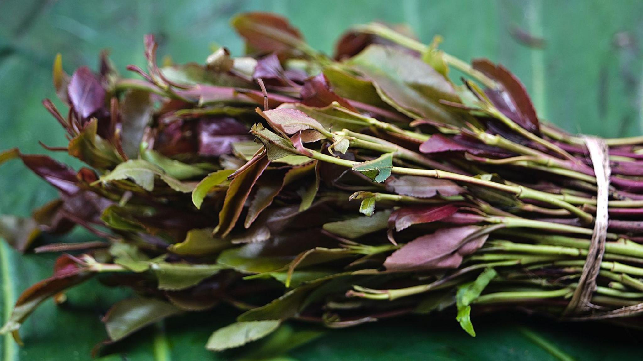 A bundle of khat on a green leaf.