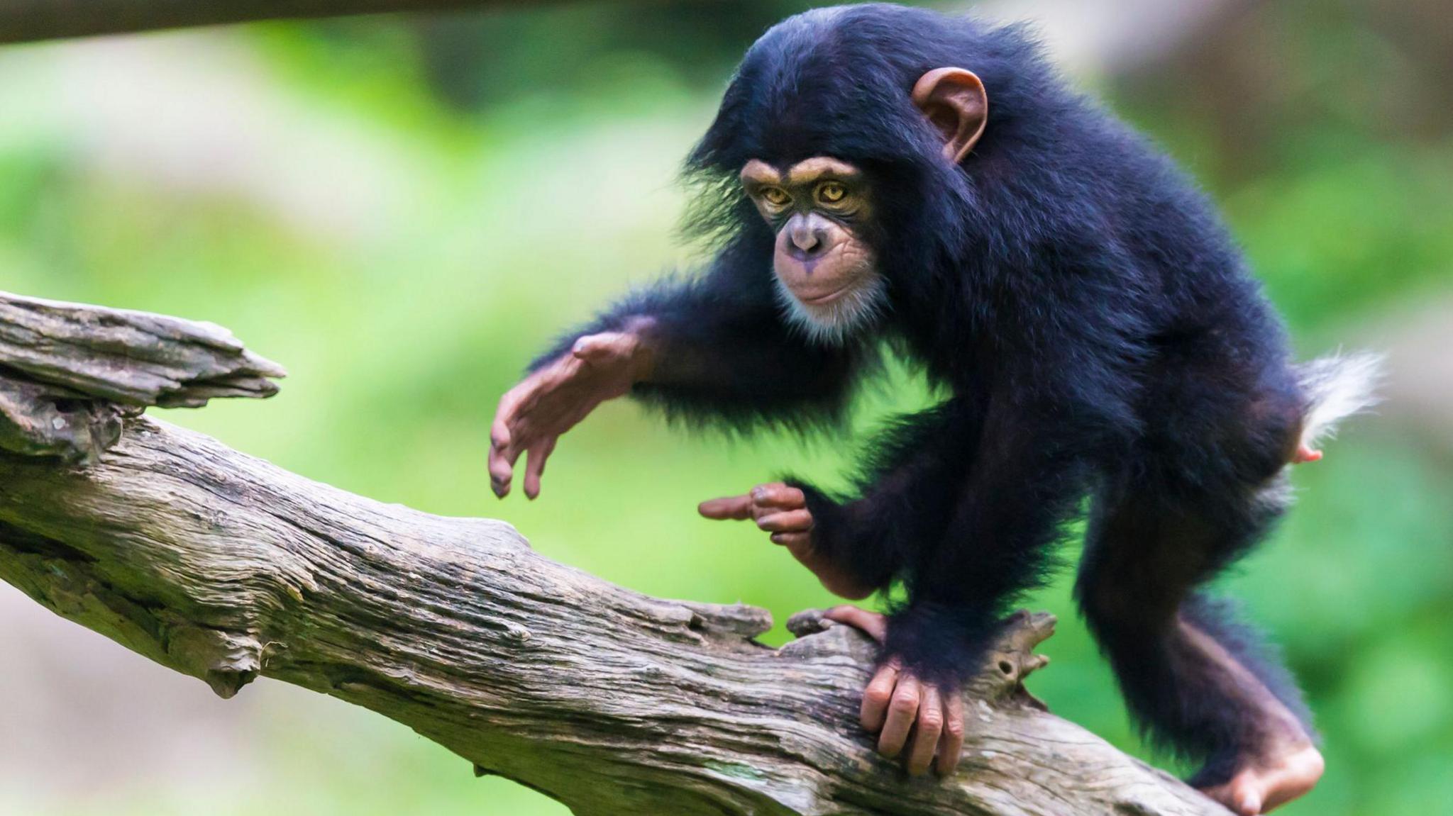 chimp in a tree
