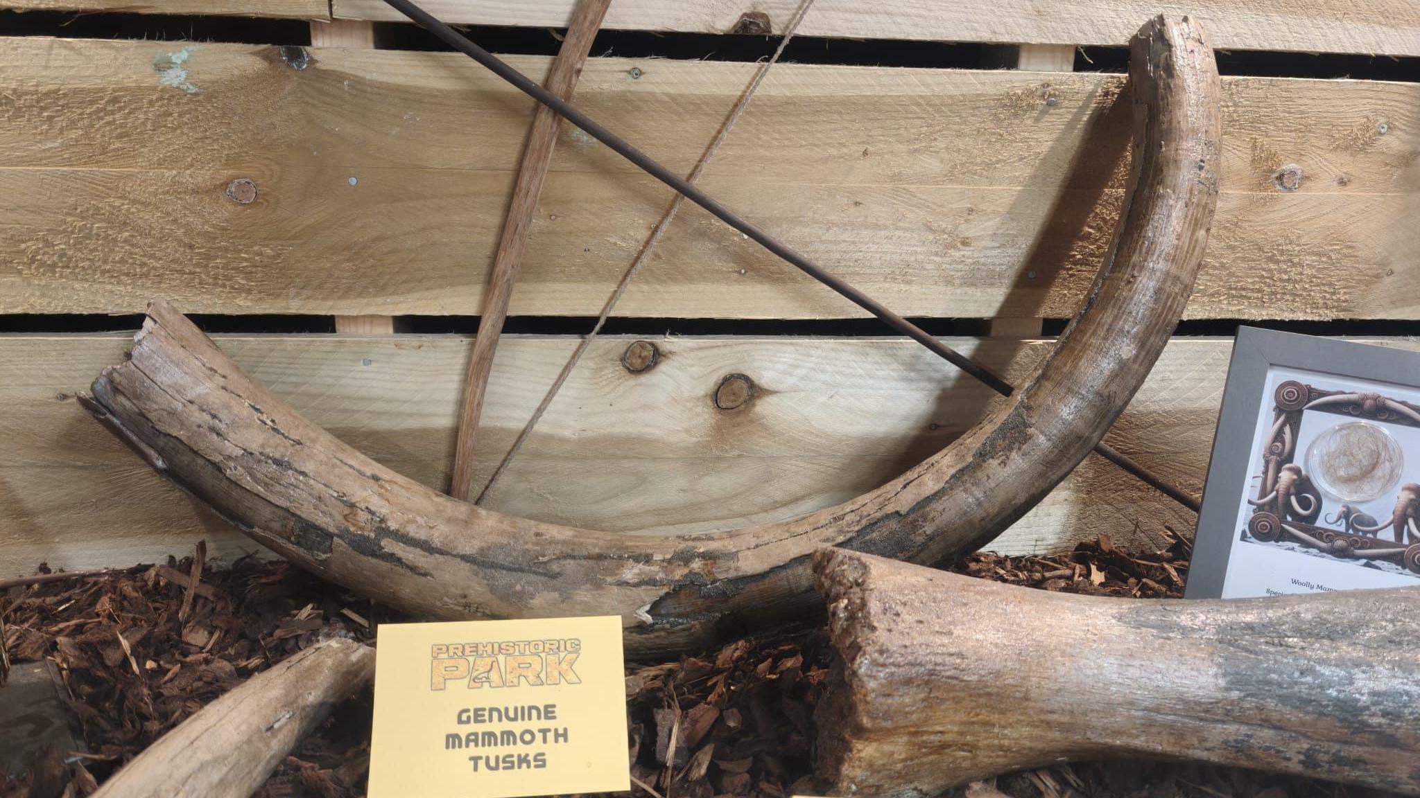 A brown mammoth tusk on display, leaning up against a wooden wall. There are other brown tusk-like items next to it, as well as a small yellow sign that reads "prehistoric park, genuine mammoth tusks"