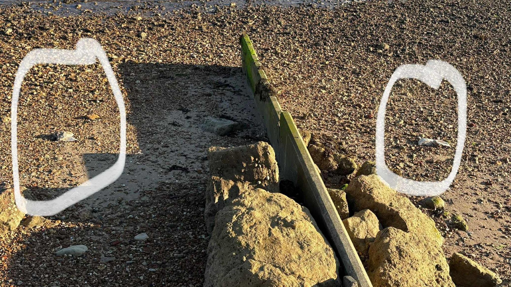 Two pigs heads on the beach circled in the image on the sand