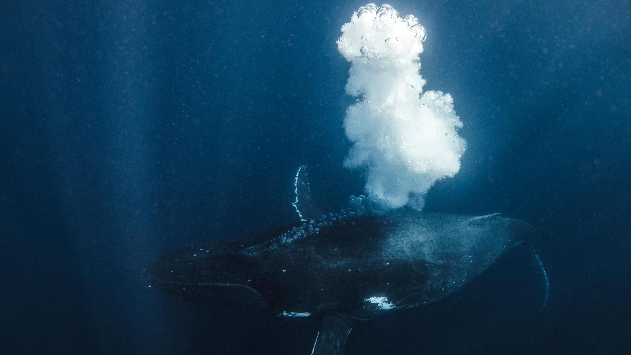 Humpback whale blowing bubbles in deep blue ocean.