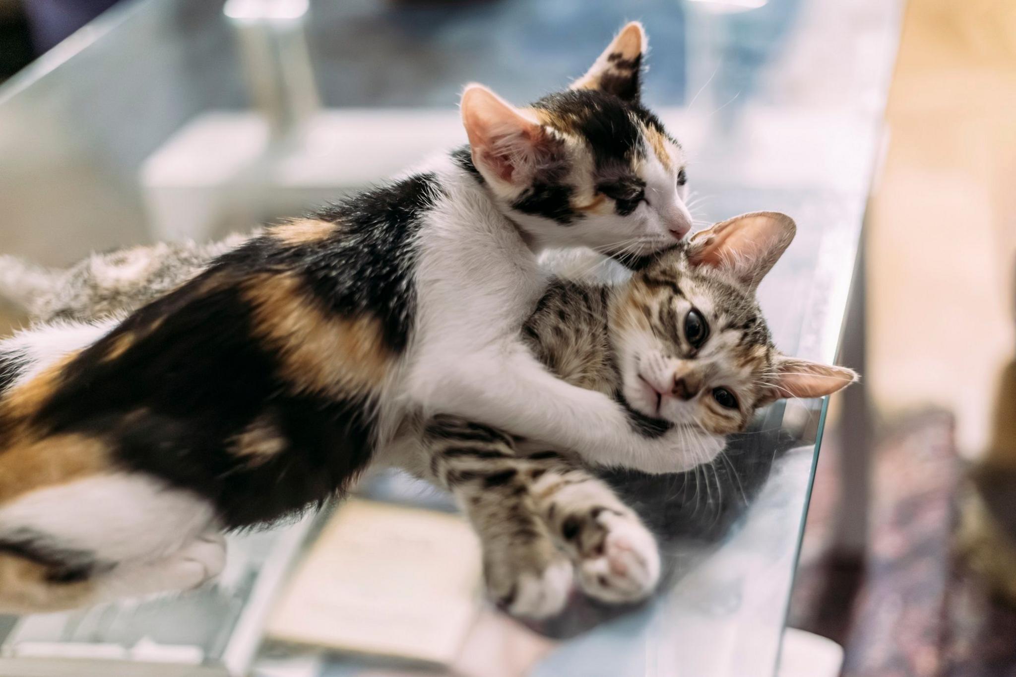 A calico cat with orange and black speckled coat and white belly nuzzles a brown and white kitten, with its paw around its face.
They appear to be laying a glass table possible in a veterinary practice.