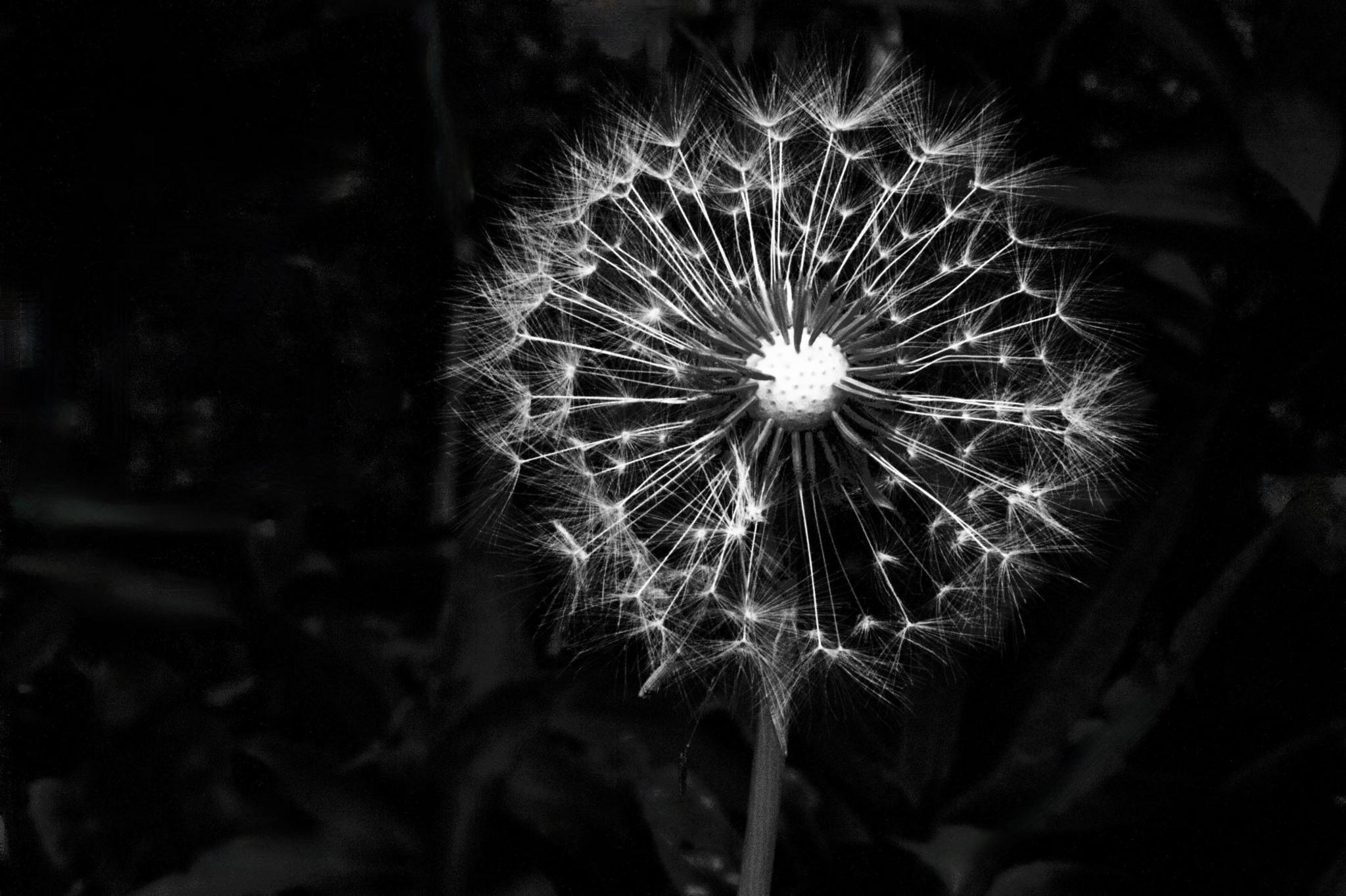 A dandelion appears to glow against a black background and appears almost like a clock face