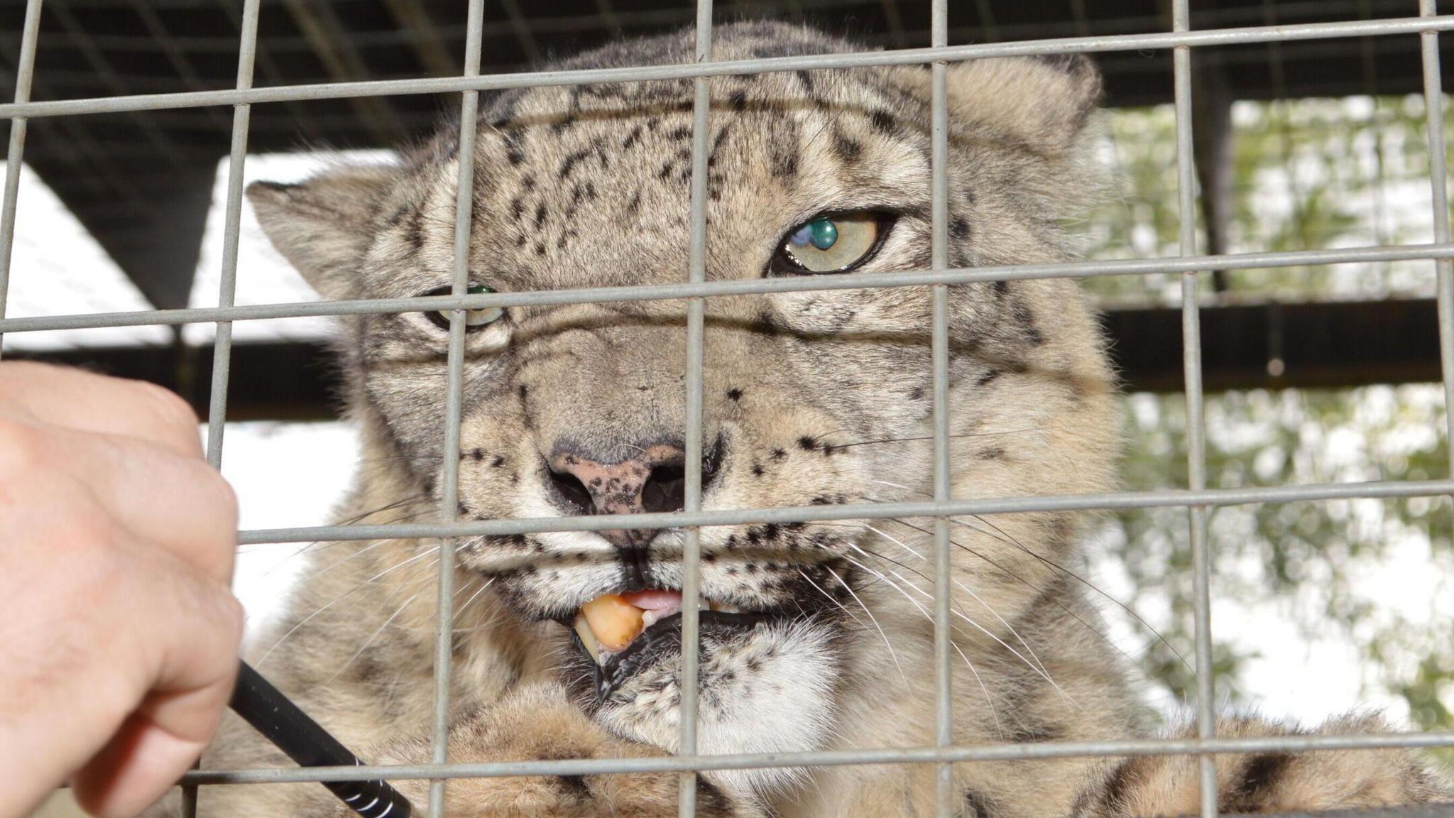 Omega, a female Snow Leopard 