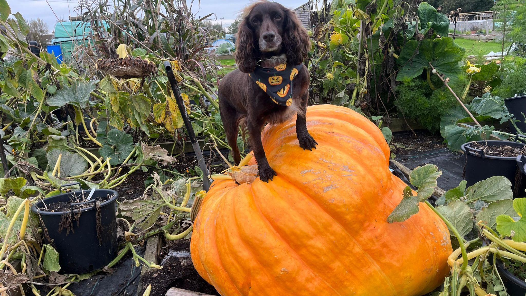 A brown dog is standing on a huge pumpkin which is still growing from the ground. The dog is wearing a pumpkin-patterned handkerchief.