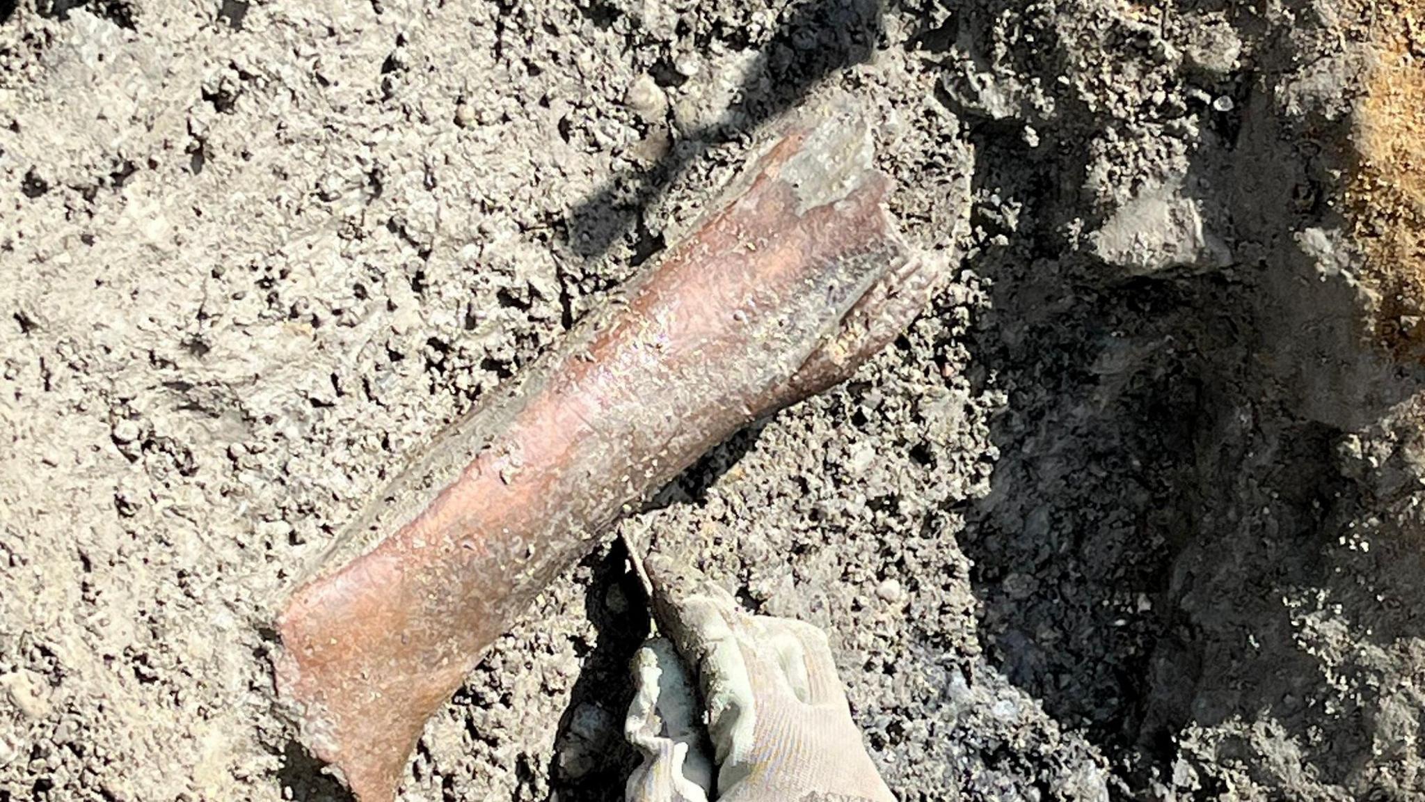 A large section of bone, dark brown, making the grey gloved hand excavating it look small. It is lying in the dirt.