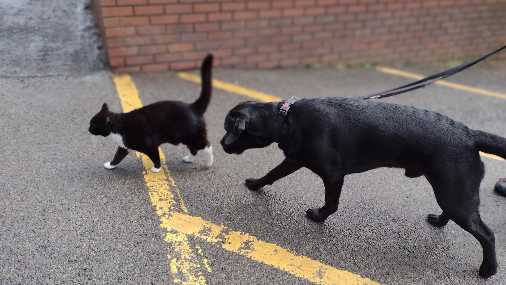 A black and white cat, tail up, walking through a carpark followed by a black Labrador dog on a lead sniffing at its heels. A brick wall can be seen behind them.