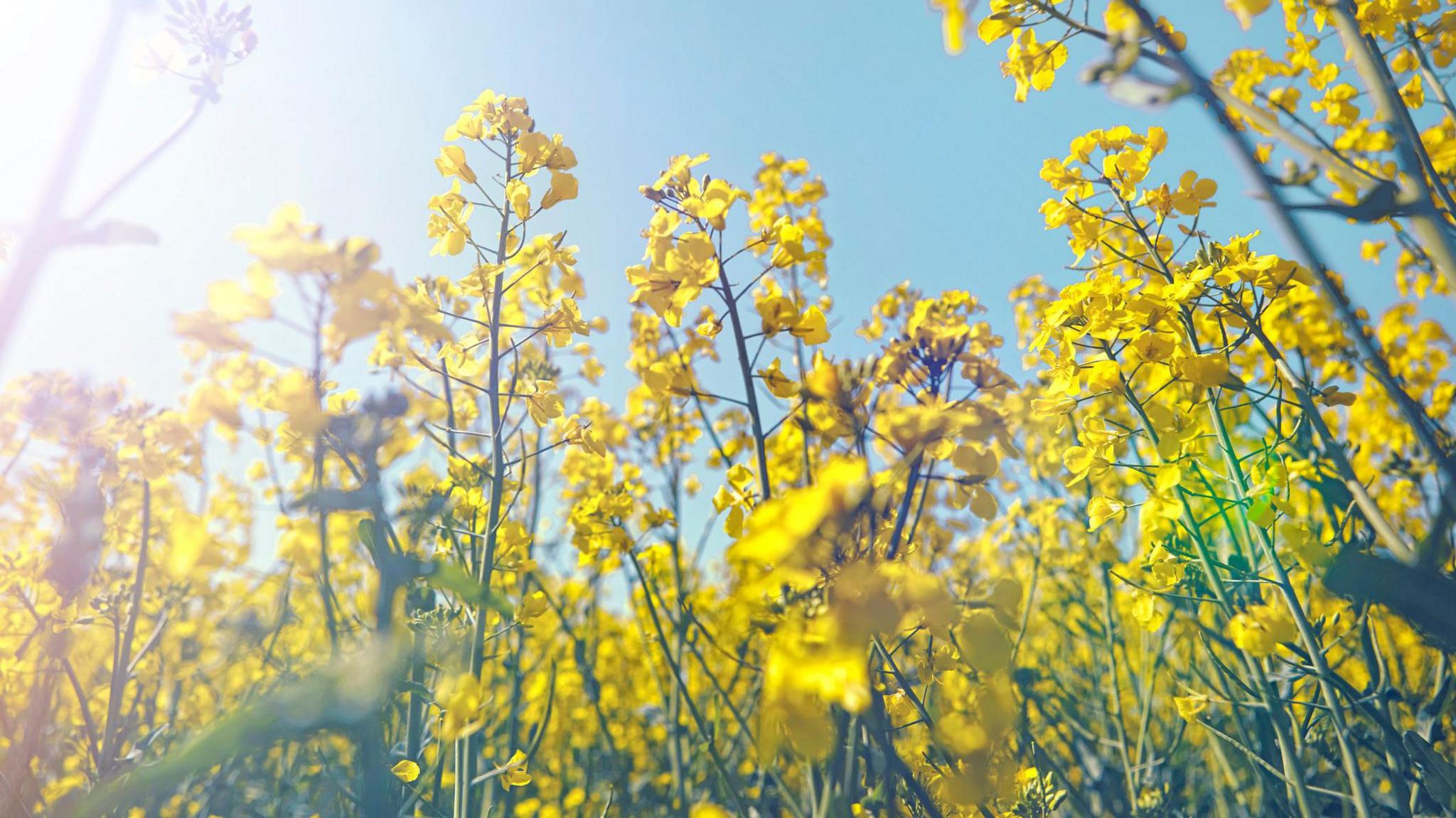 A field of yellow flowers as the sun sparkles.