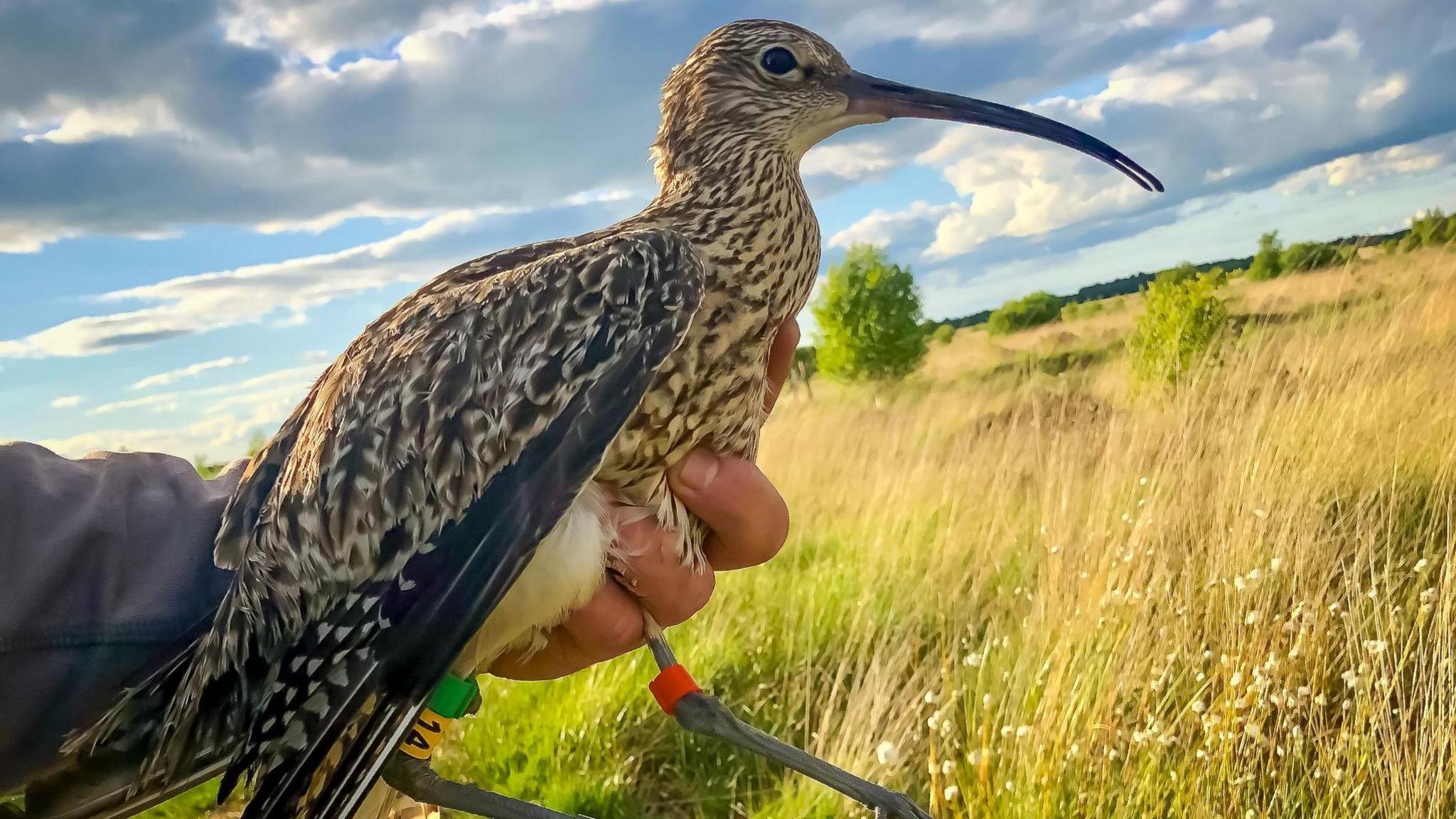 Curlew with leg tags being held by a volunteer's hand above a grassy field