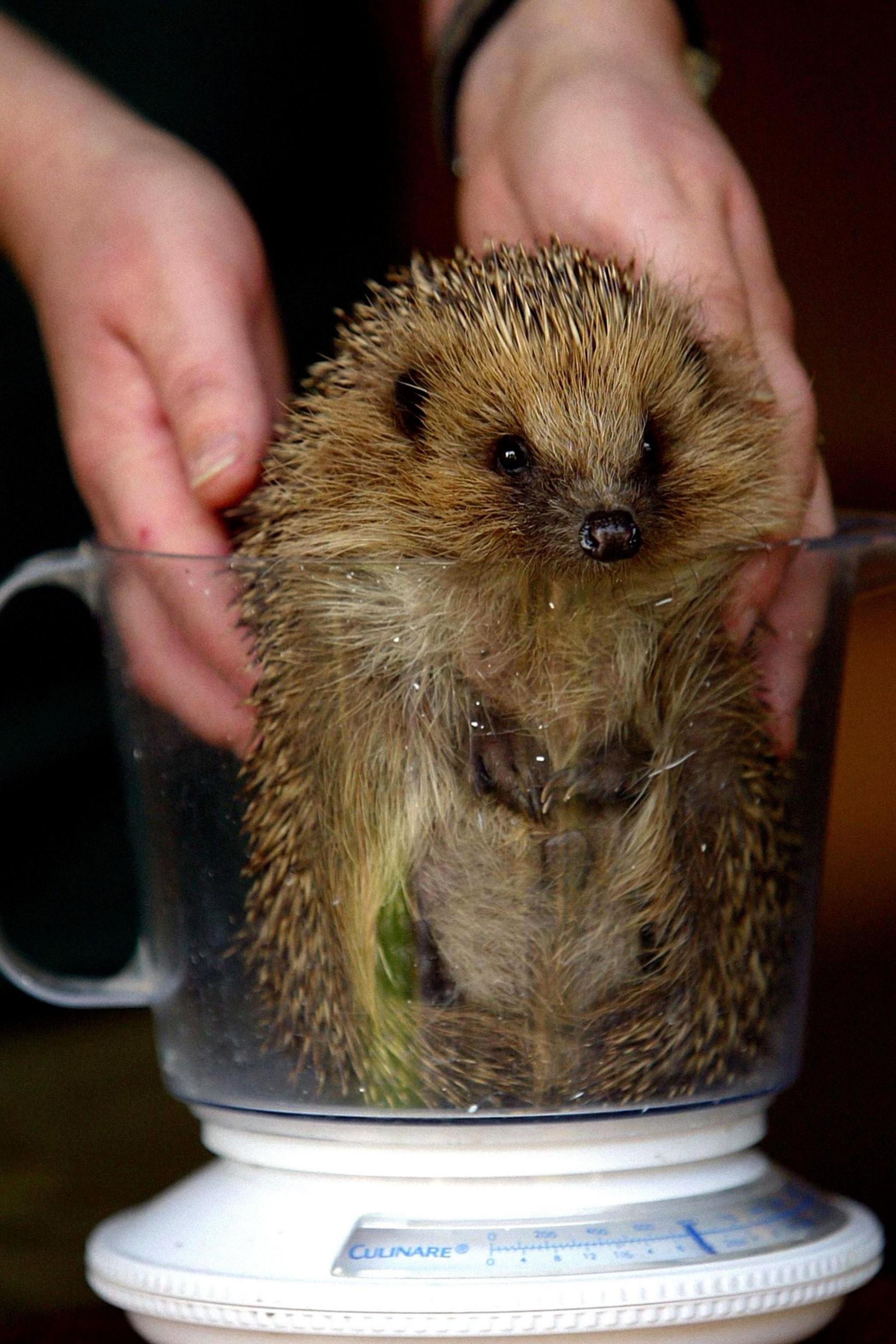 A hedgehog is being weighed by being placed into a plastic jug which sits on a scales.