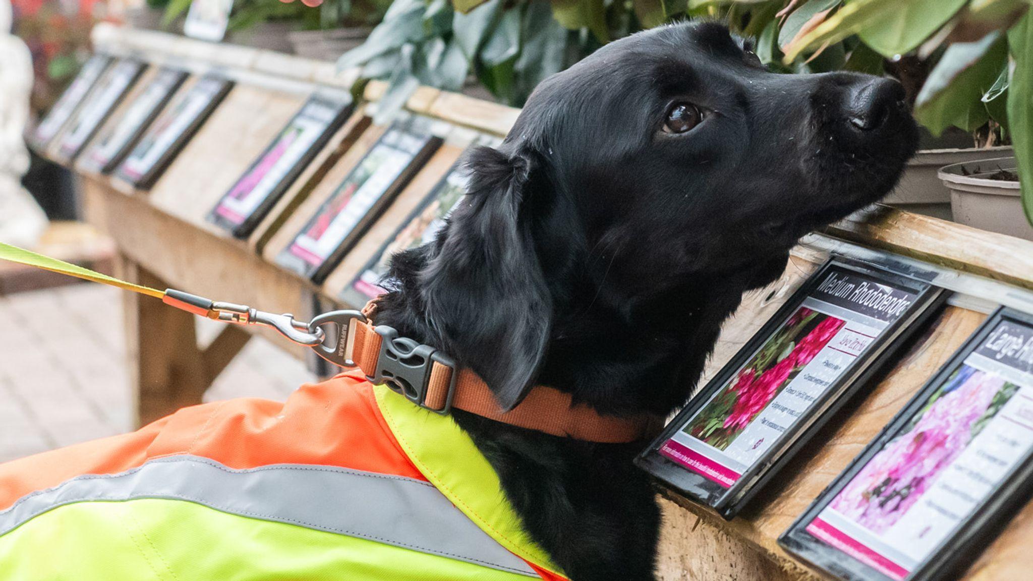 Cocker Spaniel Labrador cross sniffing trees in a garden centre