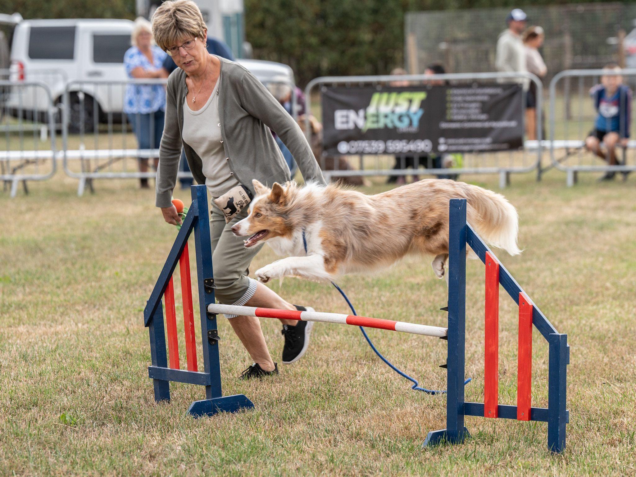 A small collie-type dog jumps over a red, white and blue frame. His owner, a woman, runs beside it. She is wearing glasses and a grey top, trousers and cardigan. 