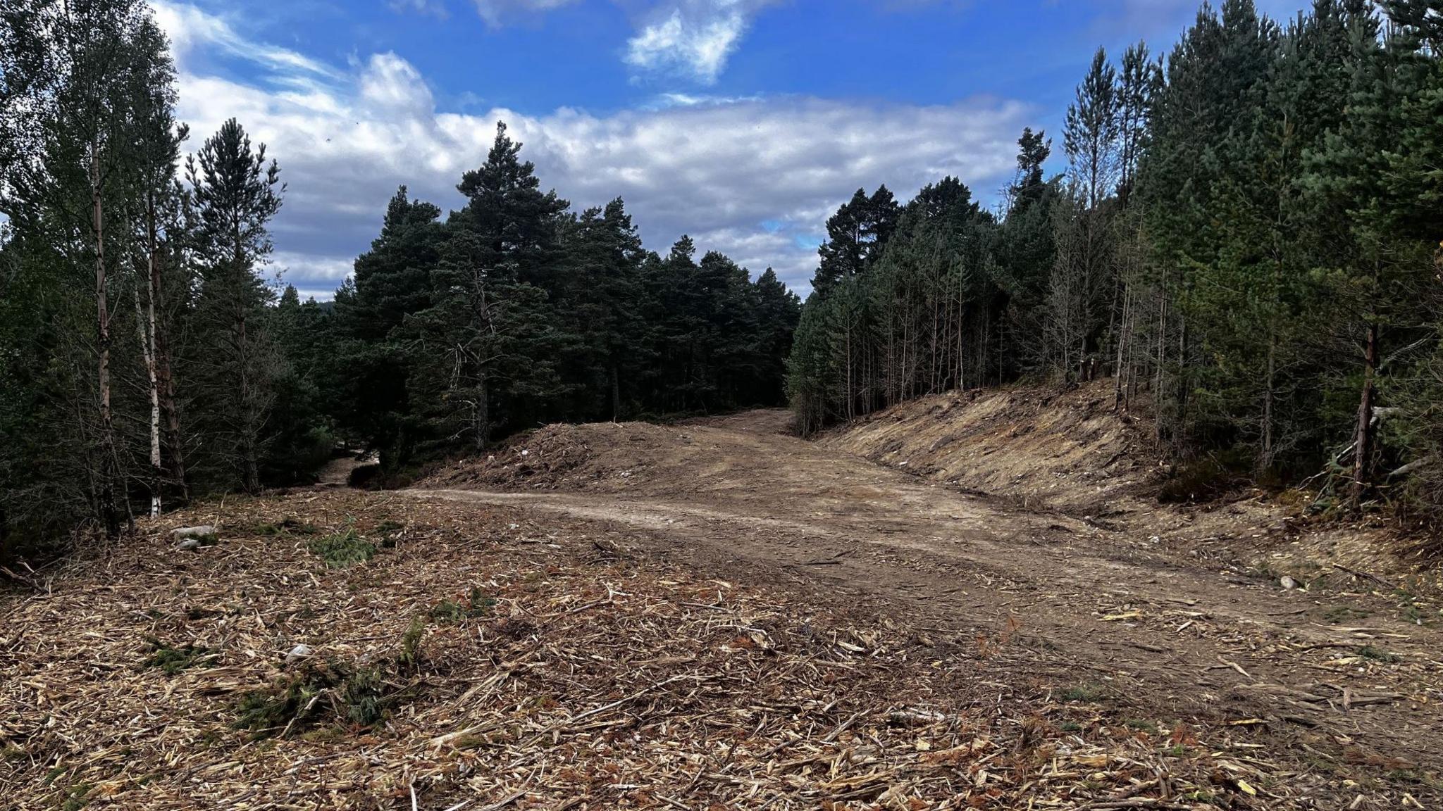 A forest track with significant clearance of vegetation on either side.
