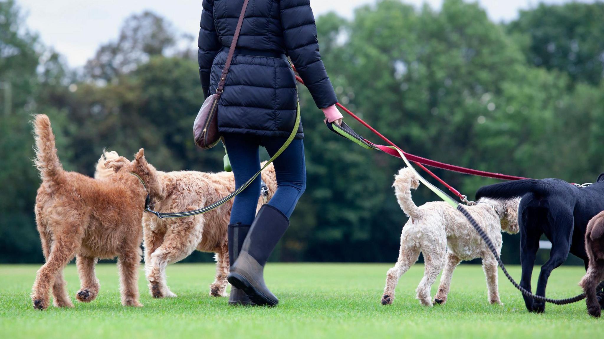 A dog walker in park with five dogs on a lead