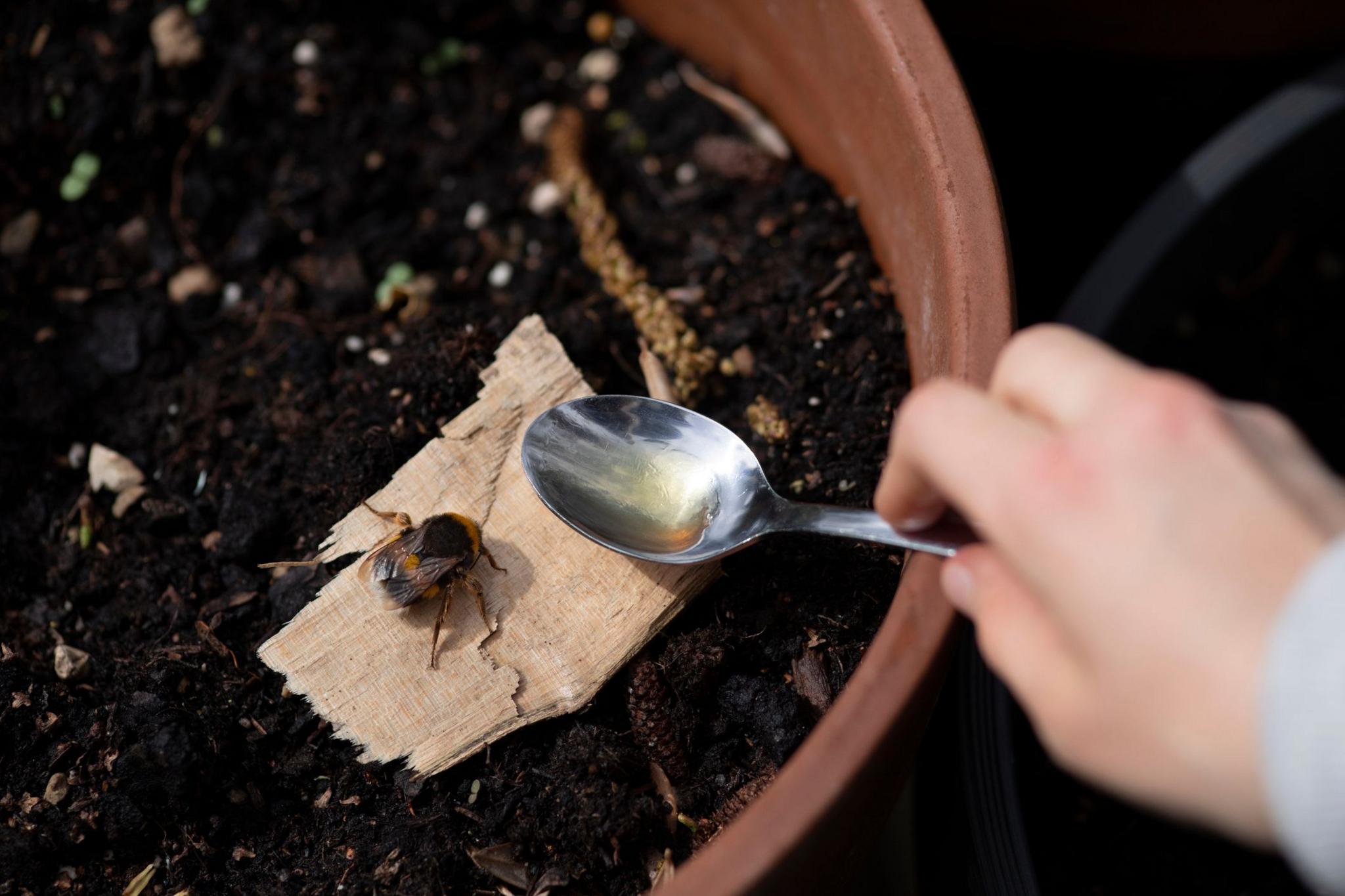 A bee being given sugar on a spoon.