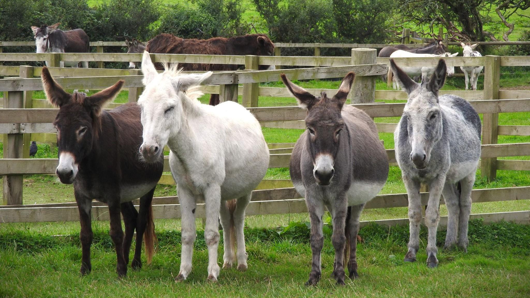 Four donkeys in front of a wooden fence. One is brown with a white nose, one is white and the other two are grey.