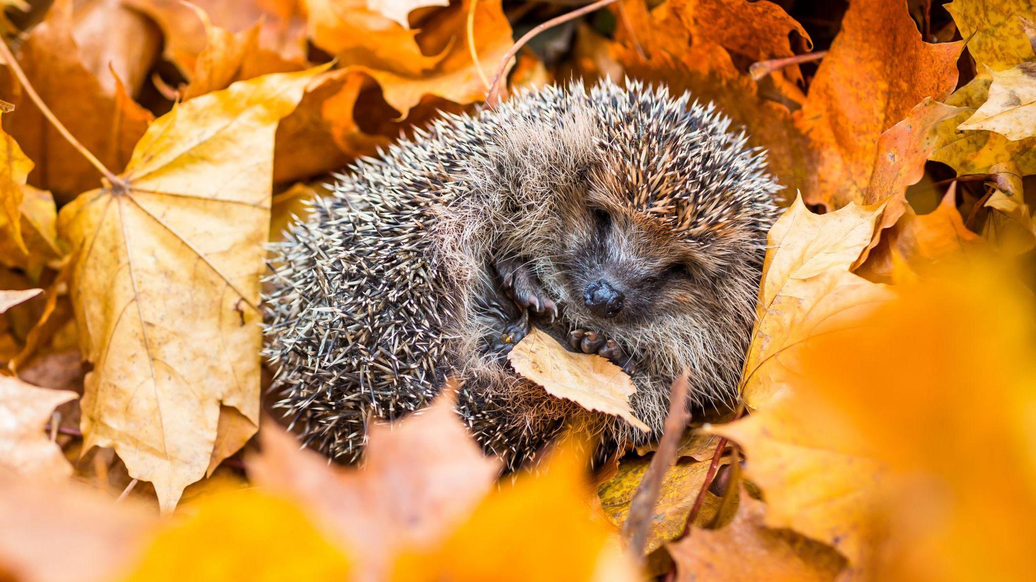 A small hedgehog nestling and sleeping among some orange leaves