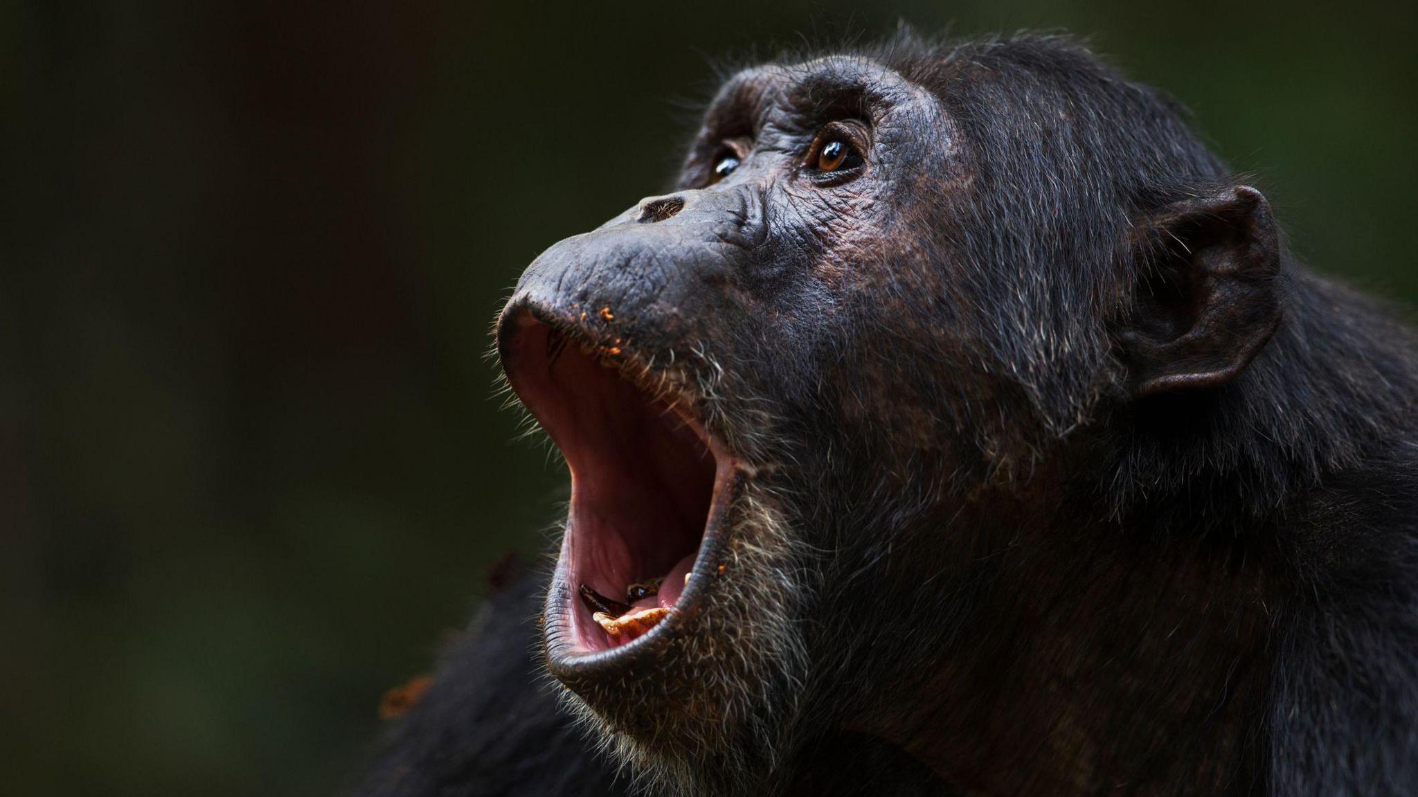 Chimpanzee with mouth wide open