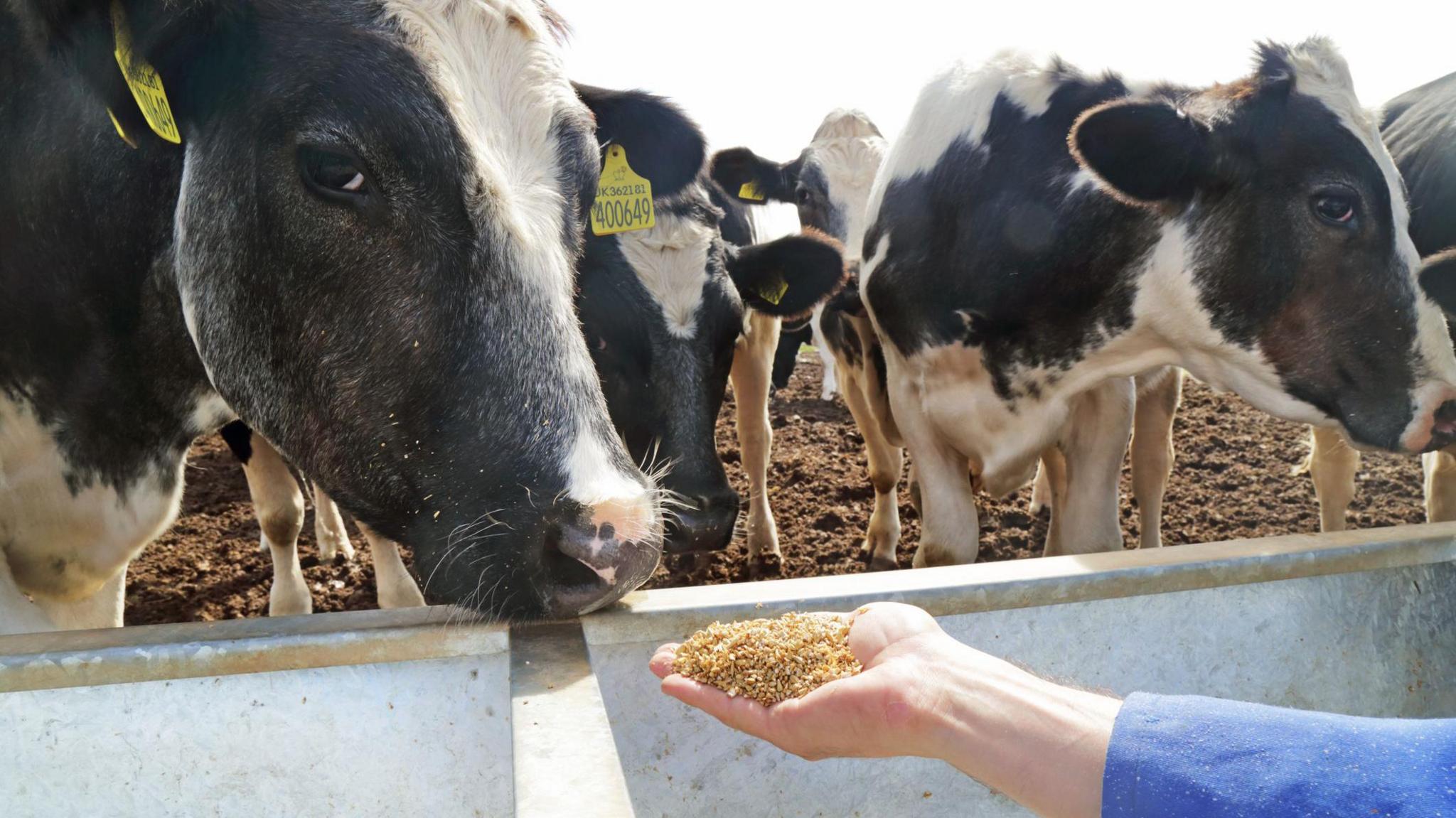 A person holds out their hand, which is filled with animal feed, and offers it to a black and white cow.