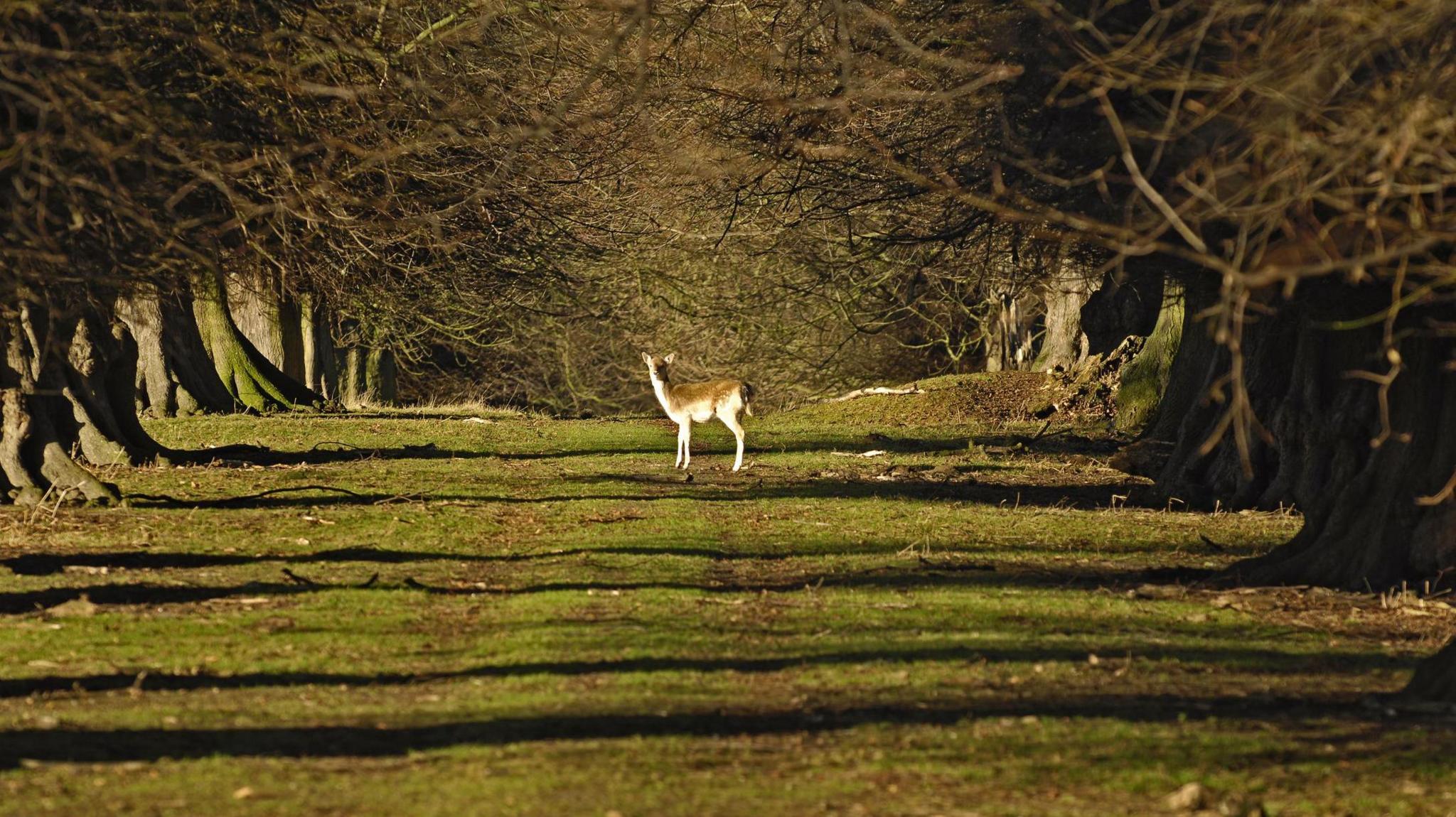 A deer on a wide tree-lined area of park at National Trust property Belton House.