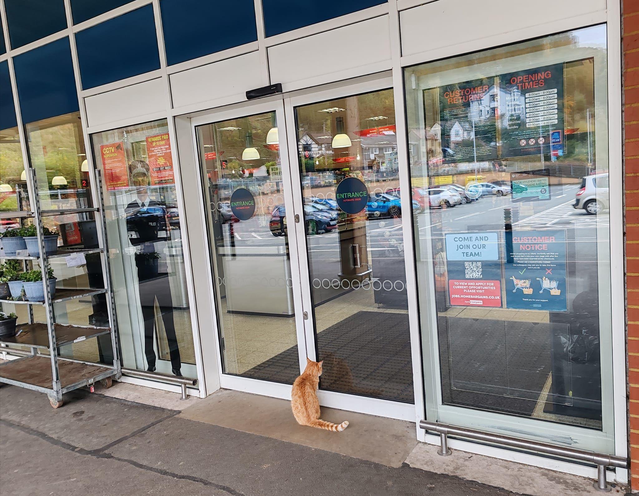 Raymond the ginger tom cat attempting to gain access to Home Bargains through the automatic doors