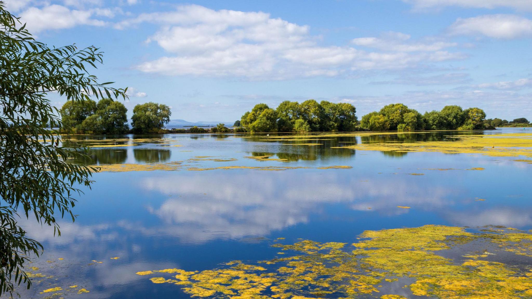 A lake, which is known in Lough Neagh, is pictured under blue skies with a few louds. There are green trees in the distance and some green bushes sticking out into the camera shop. The lake is reflecting the sky with green algae patches on it.