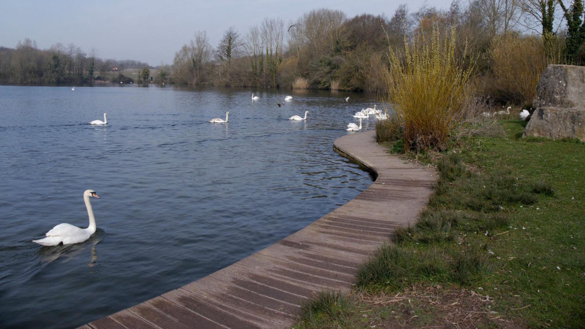 A lake with several swans swimming in it. Beside it is a wooden path, then on the other side is a patch of grass. In the background are lots of trees