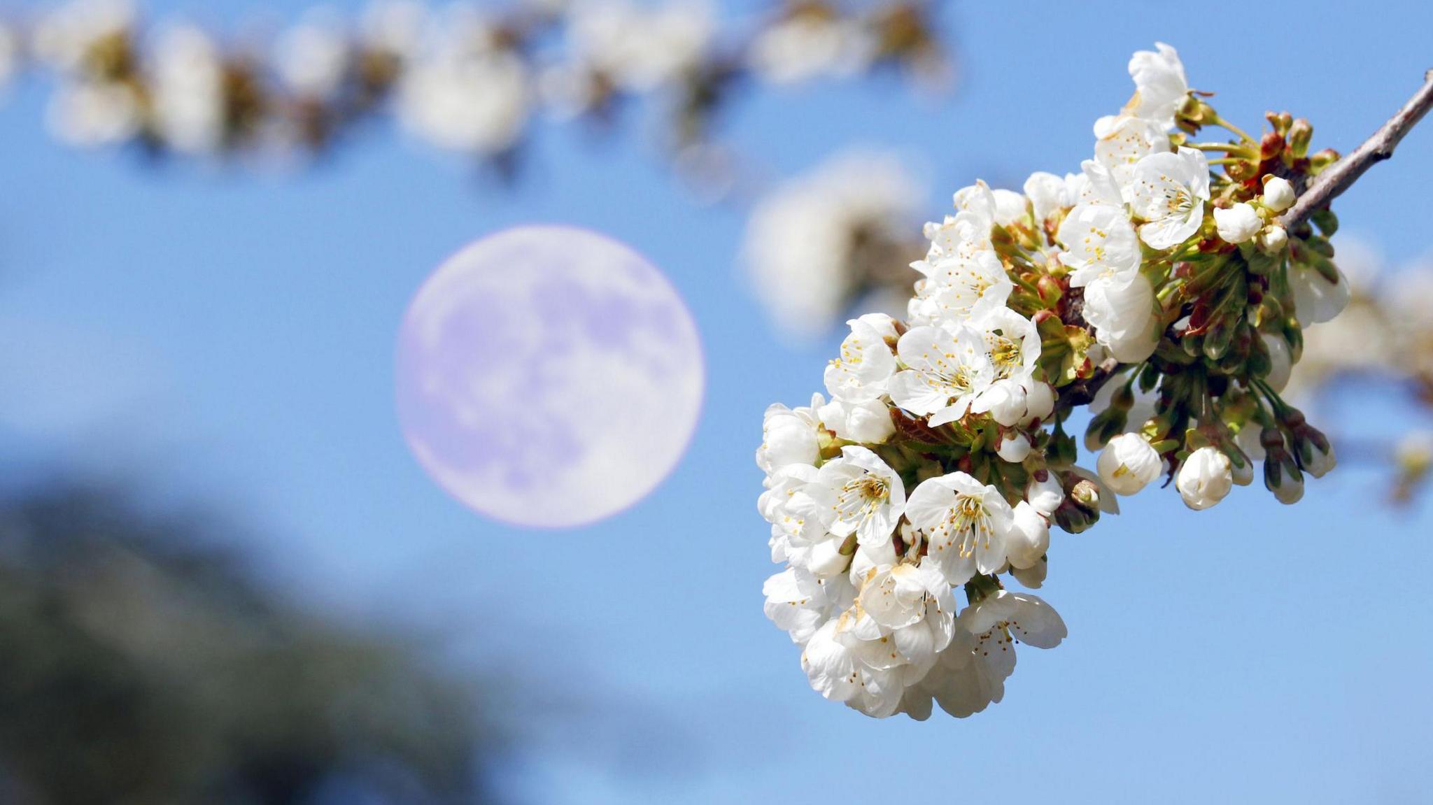 The full Flower Moon of May 2024. In the foreground cherry blossoms