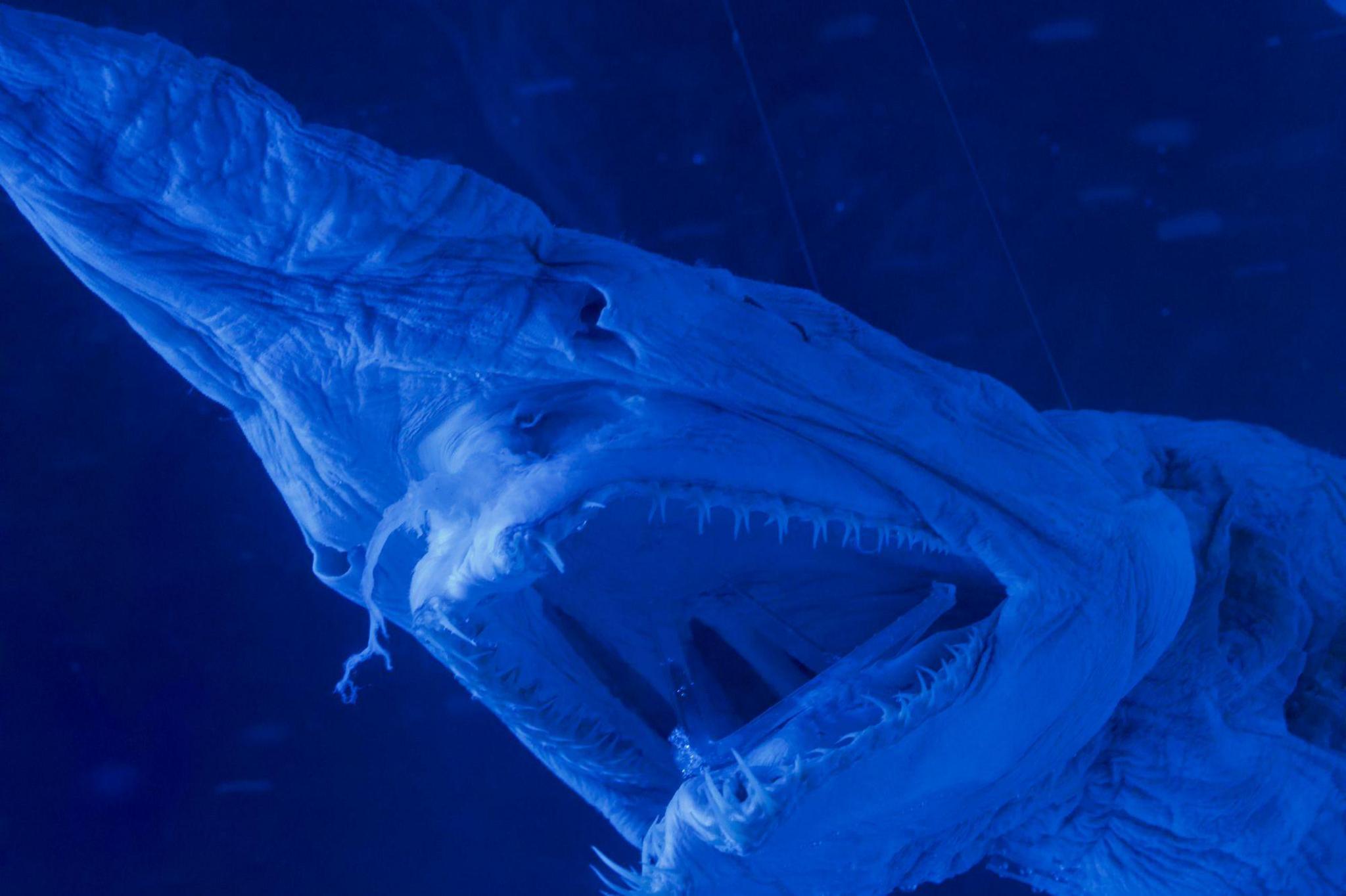 head of a goblin shark lit up in uv blue light.