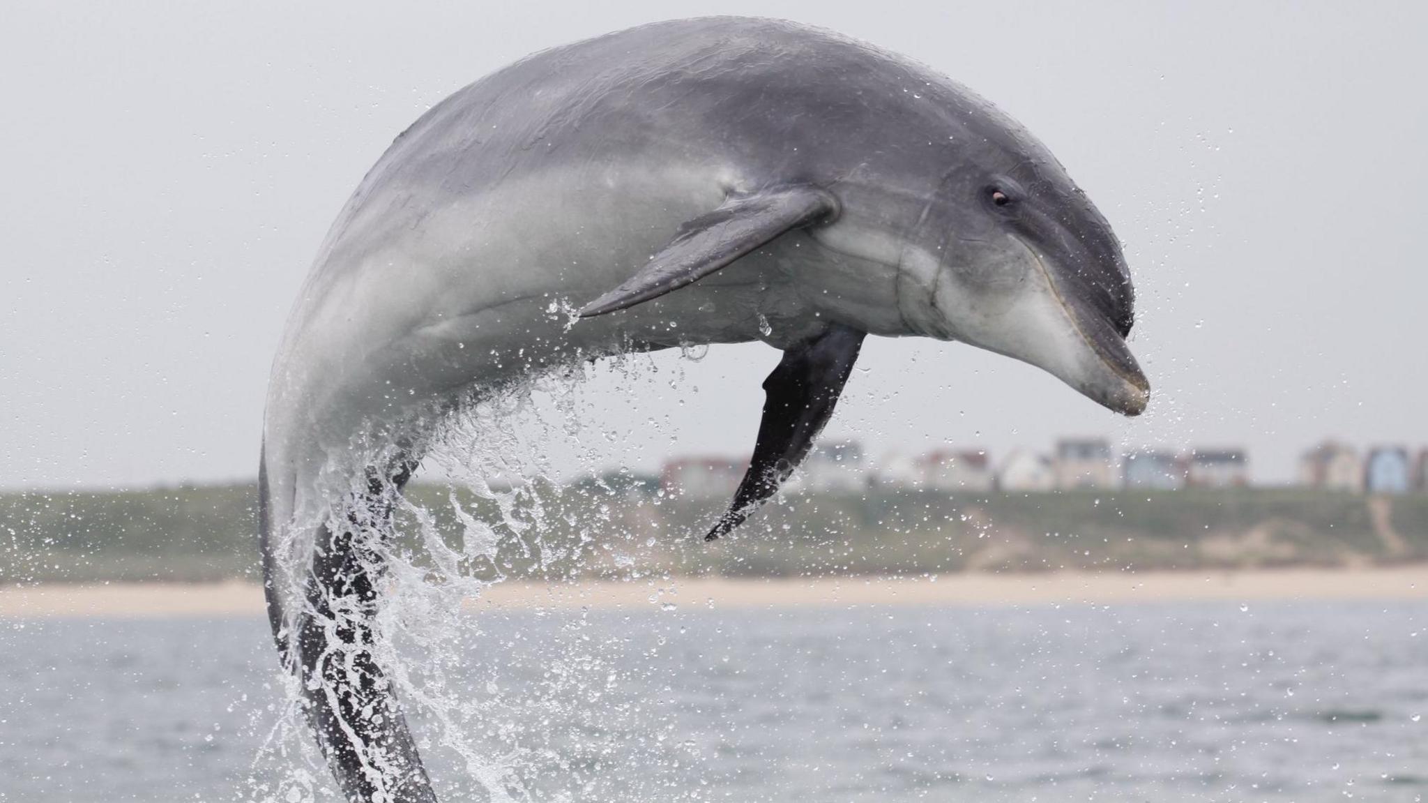 A dolphin leaping from the north Sea at Scarborough.