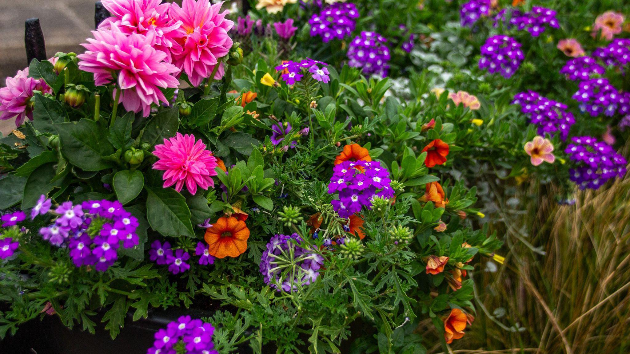 Flowers in Chatteris