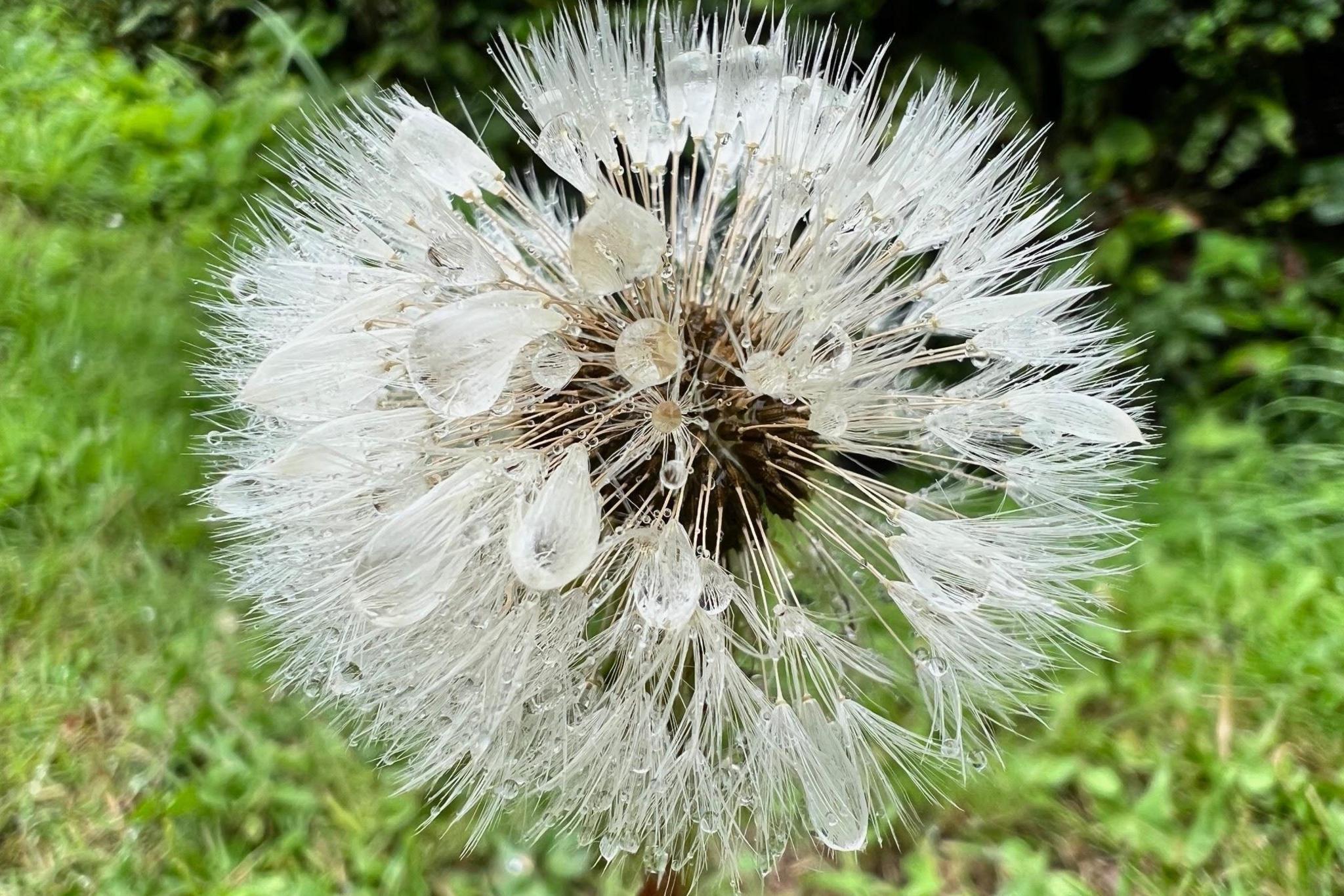 A dandelion clock is covered in raindrops 