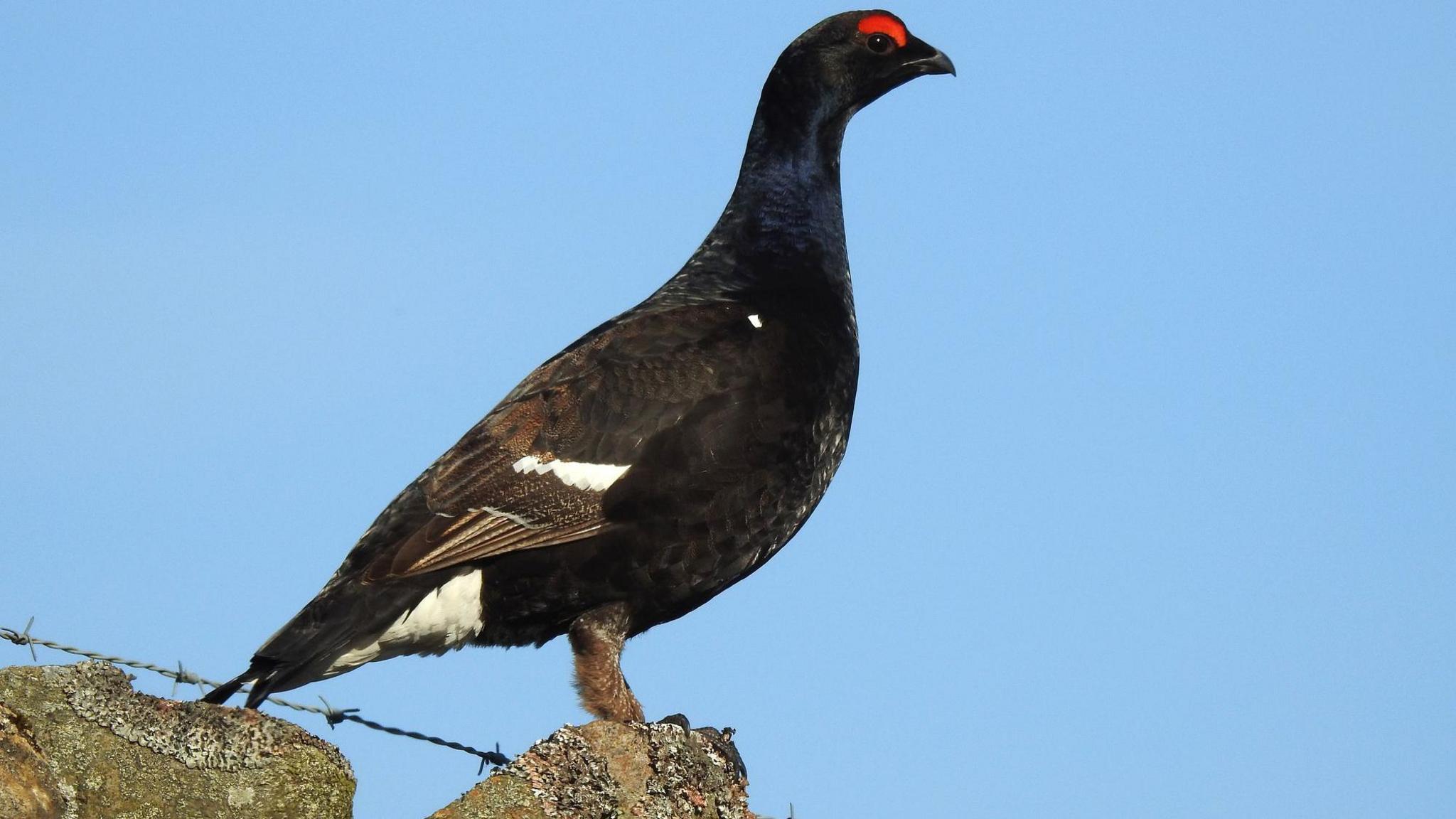 Black grouse