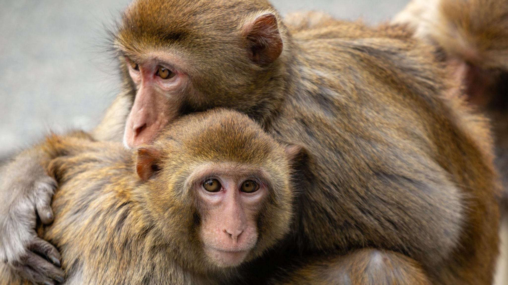 Rhesus Macaques monkeys