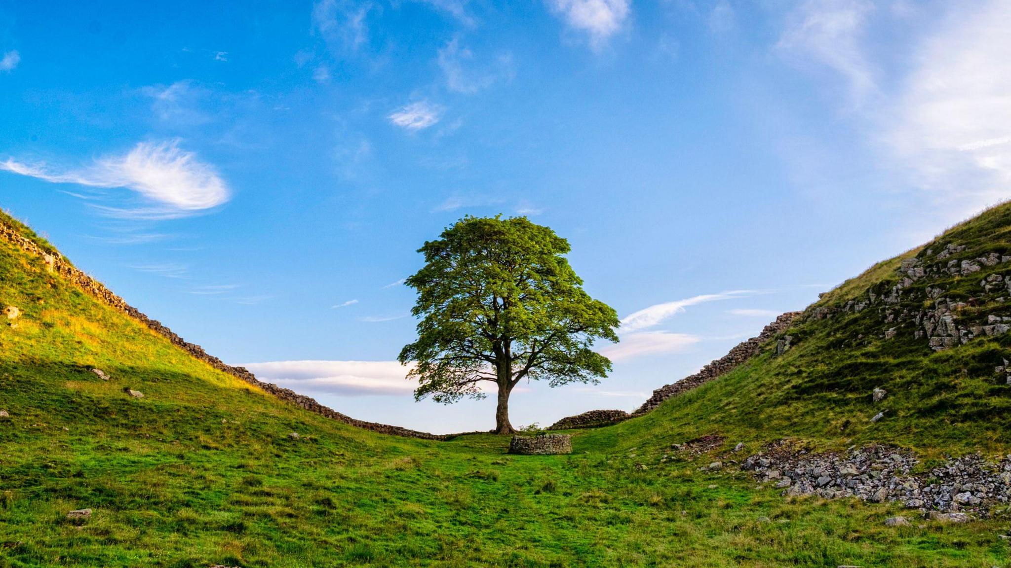 sycamore gap tree