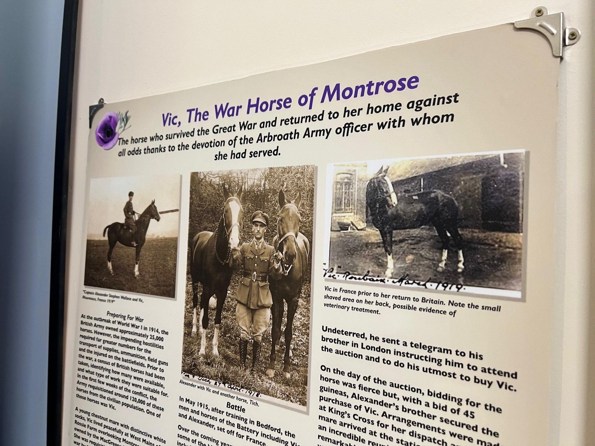 A close up of a museum display, called Vic the War Horse of Montrose